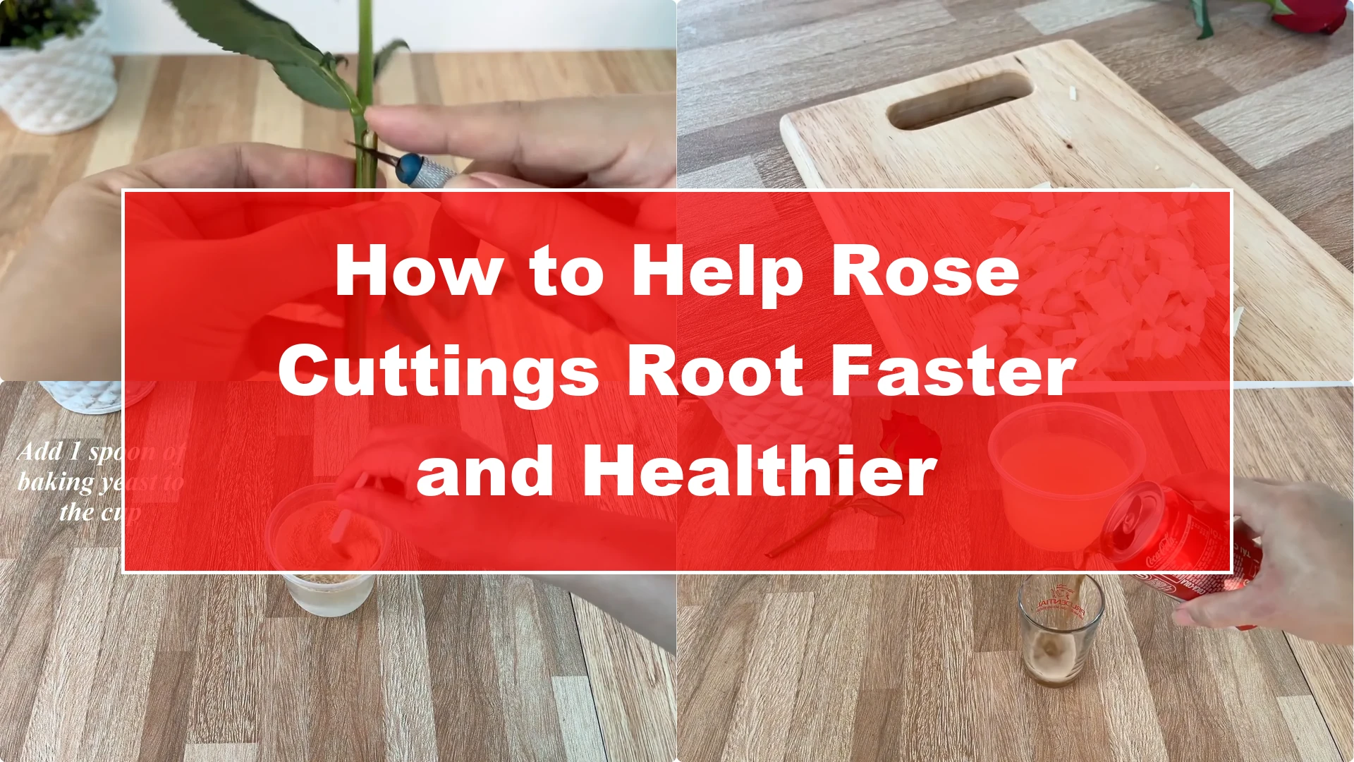 How to Help Rose Cuttings Root Faster and Healthier - Featured Image