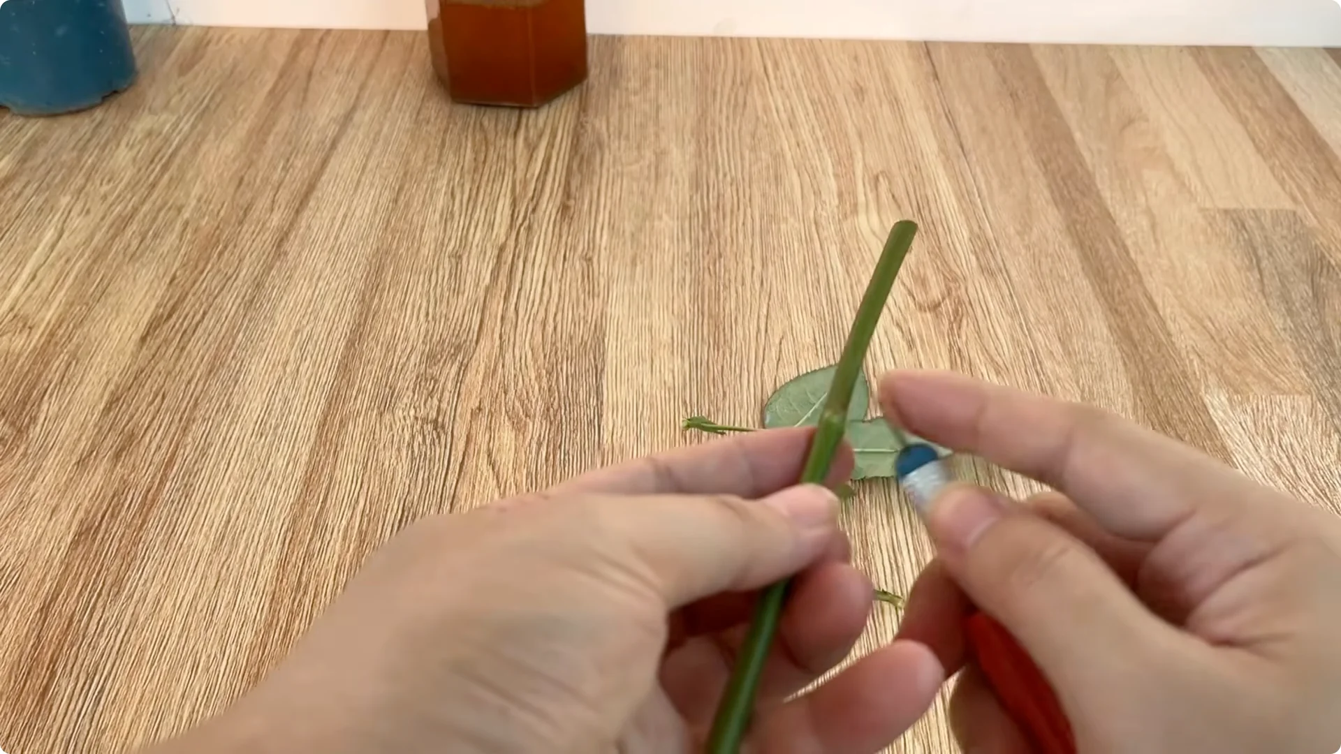 How to Help Rose Cuttings Root Faster and Stronger screenshot 2