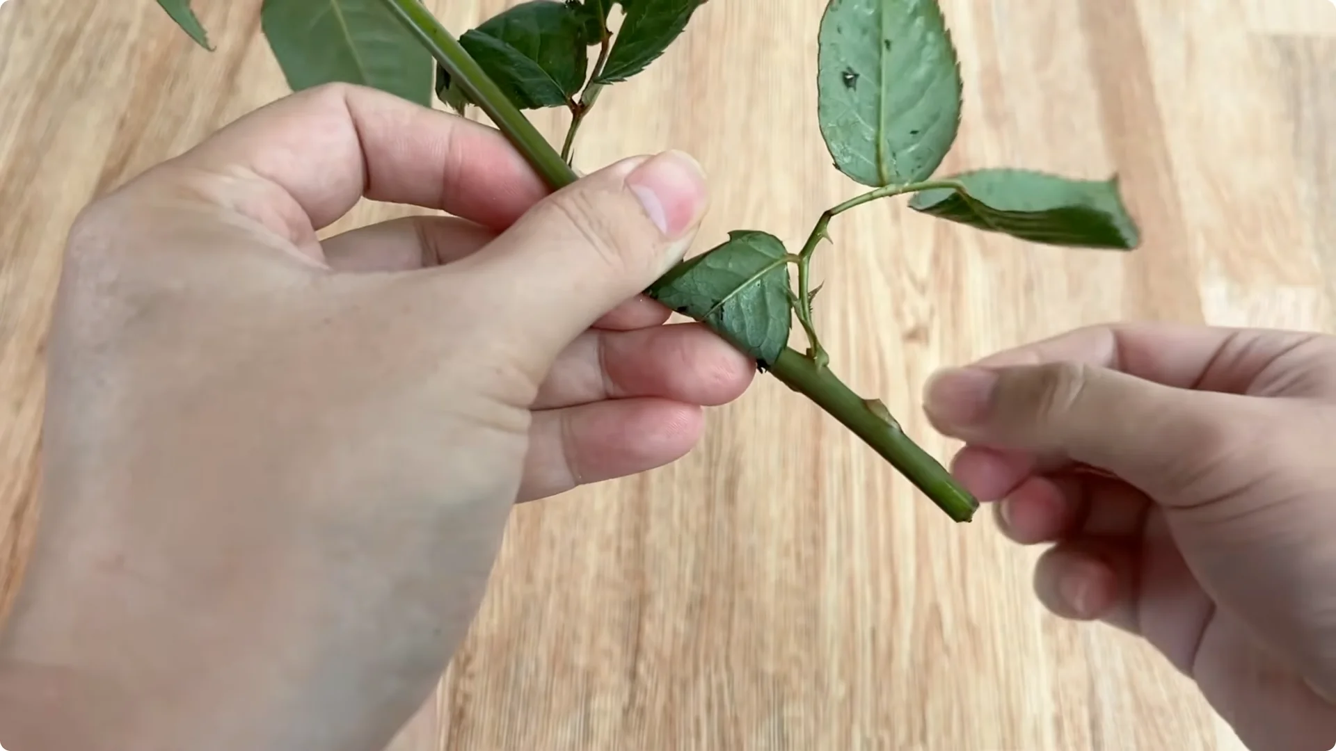 How to Help Rose Cuttings Root Faster and Stronger screenshot 4