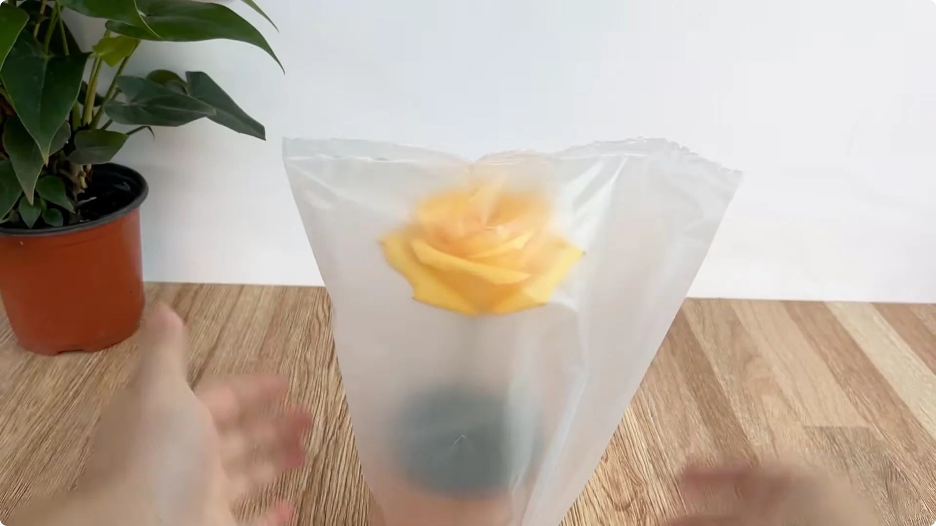 How to Help Rose Cuttings Root Faster and Stronger screenshot 6