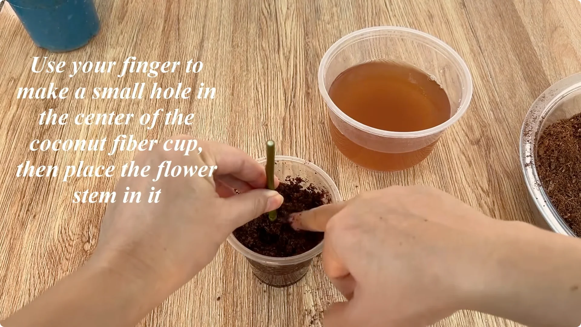 How to Help Rose Cuttings Root Faster and Stronger screenshot 6