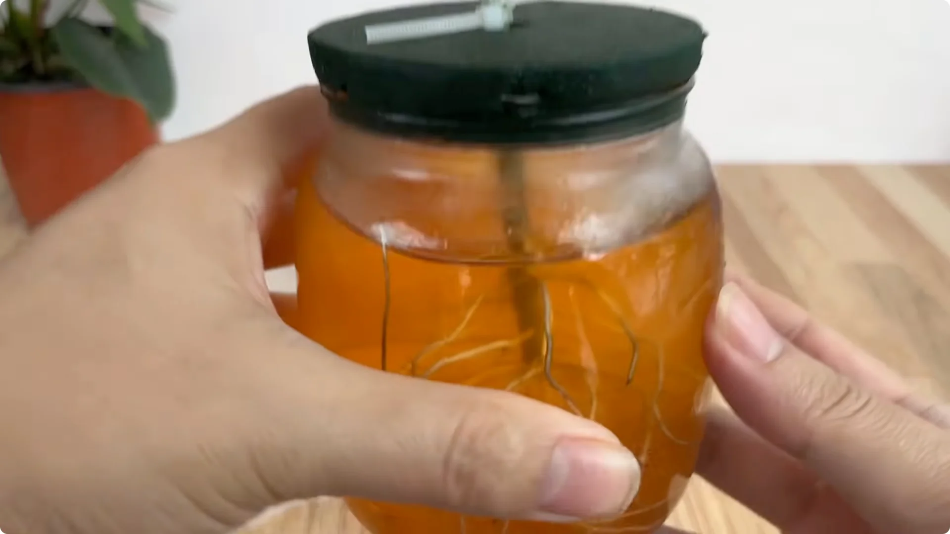 How to Help Rose Cuttings Root Faster and Stronger screenshot 7