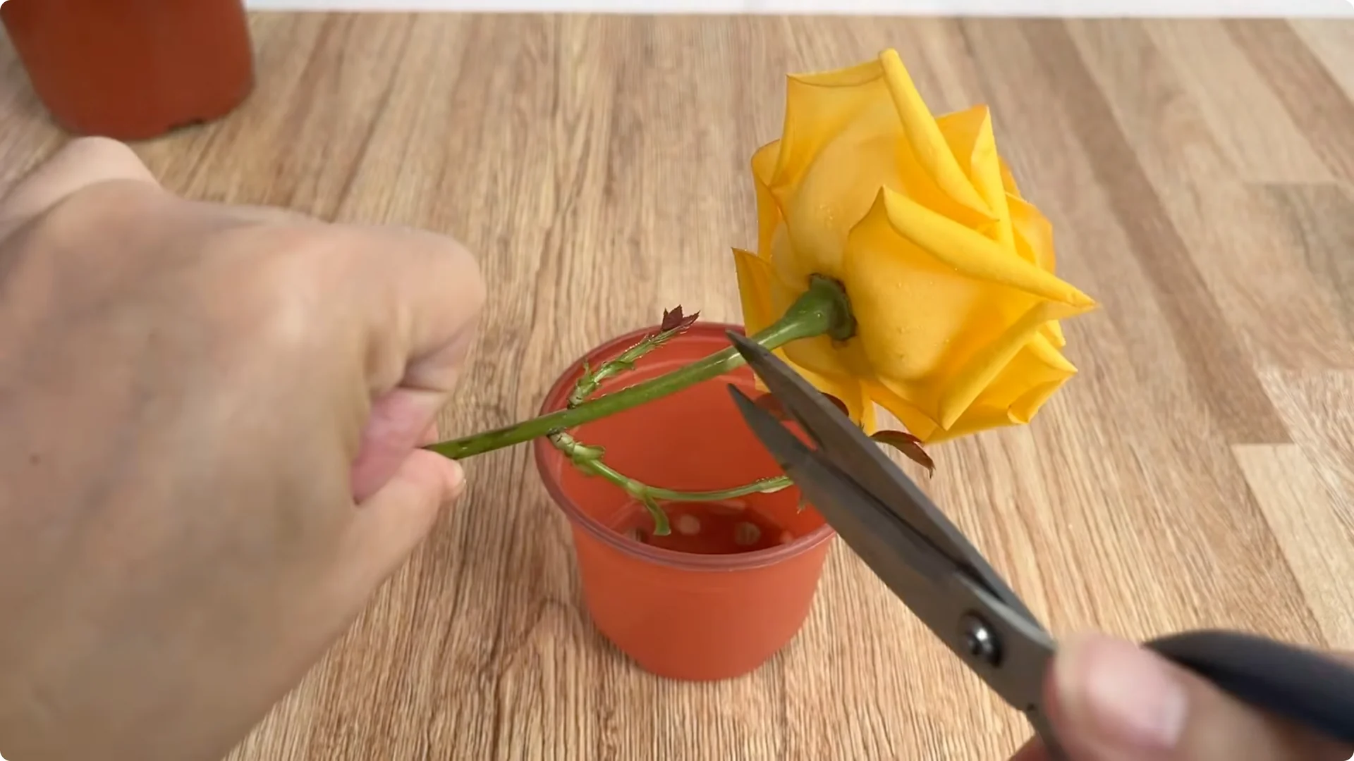 How to Help Rose Cuttings Root Faster and Stronger screenshot 8