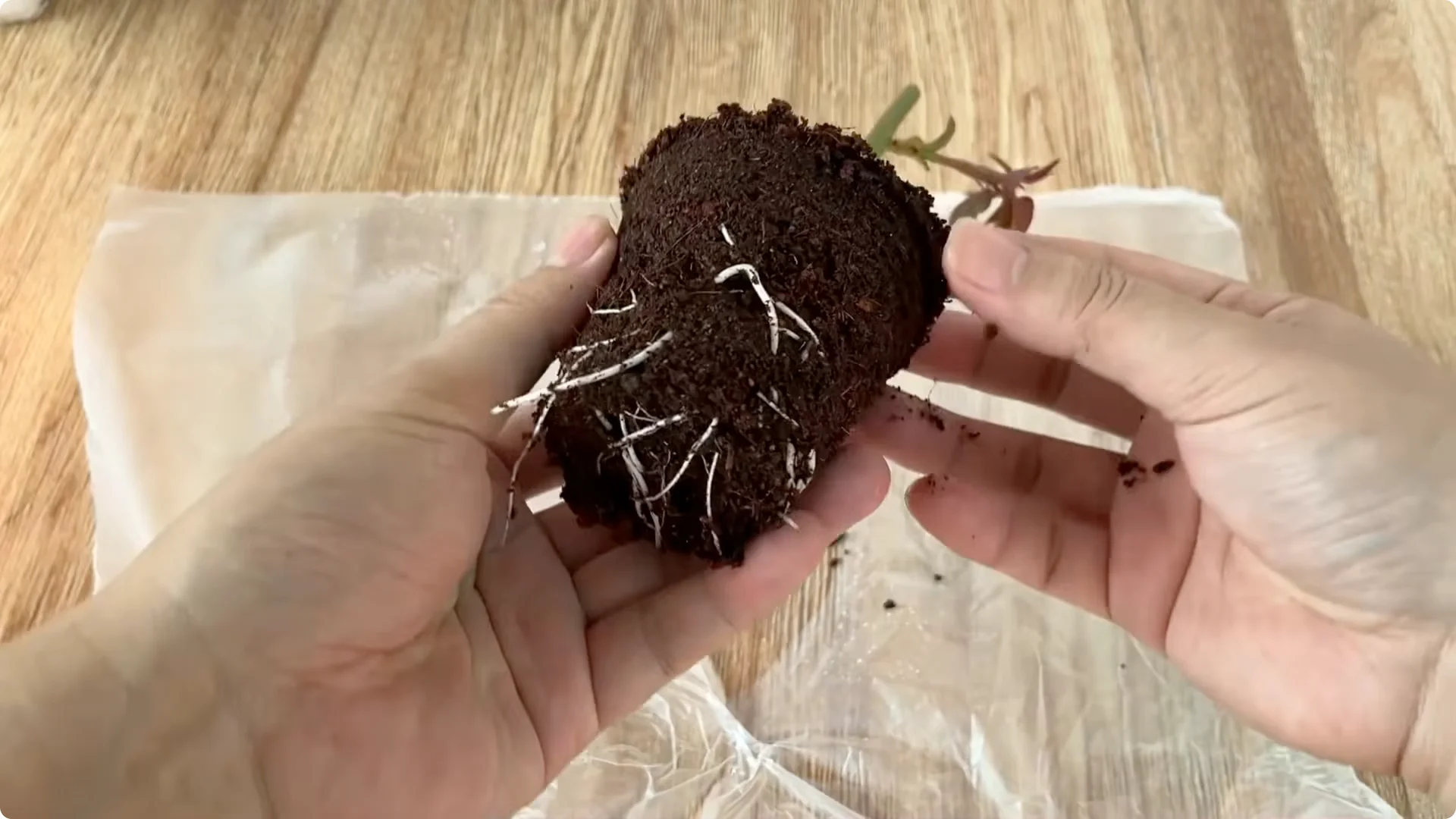 How to Help Rose Cuttings Root Faster and Stronger screenshot 8