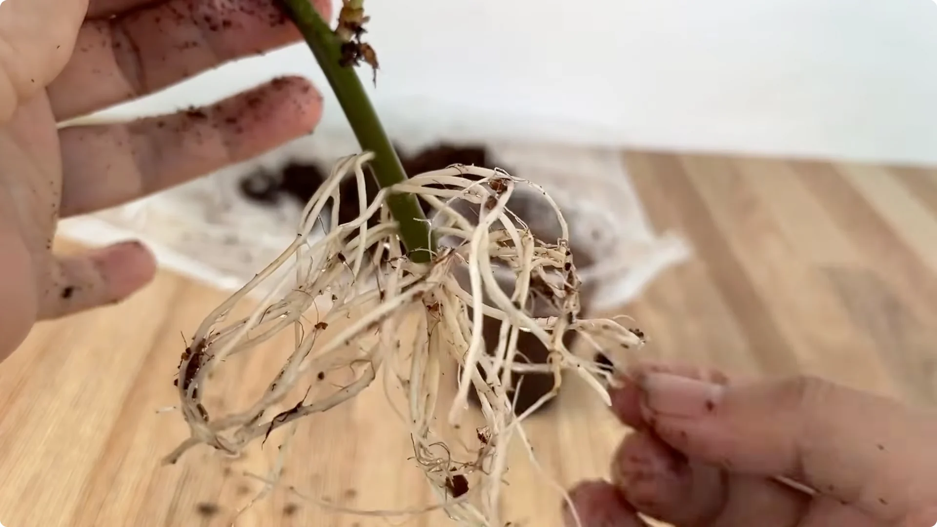 How to Help Rose Cuttings Root Faster and Stronger screenshot 9