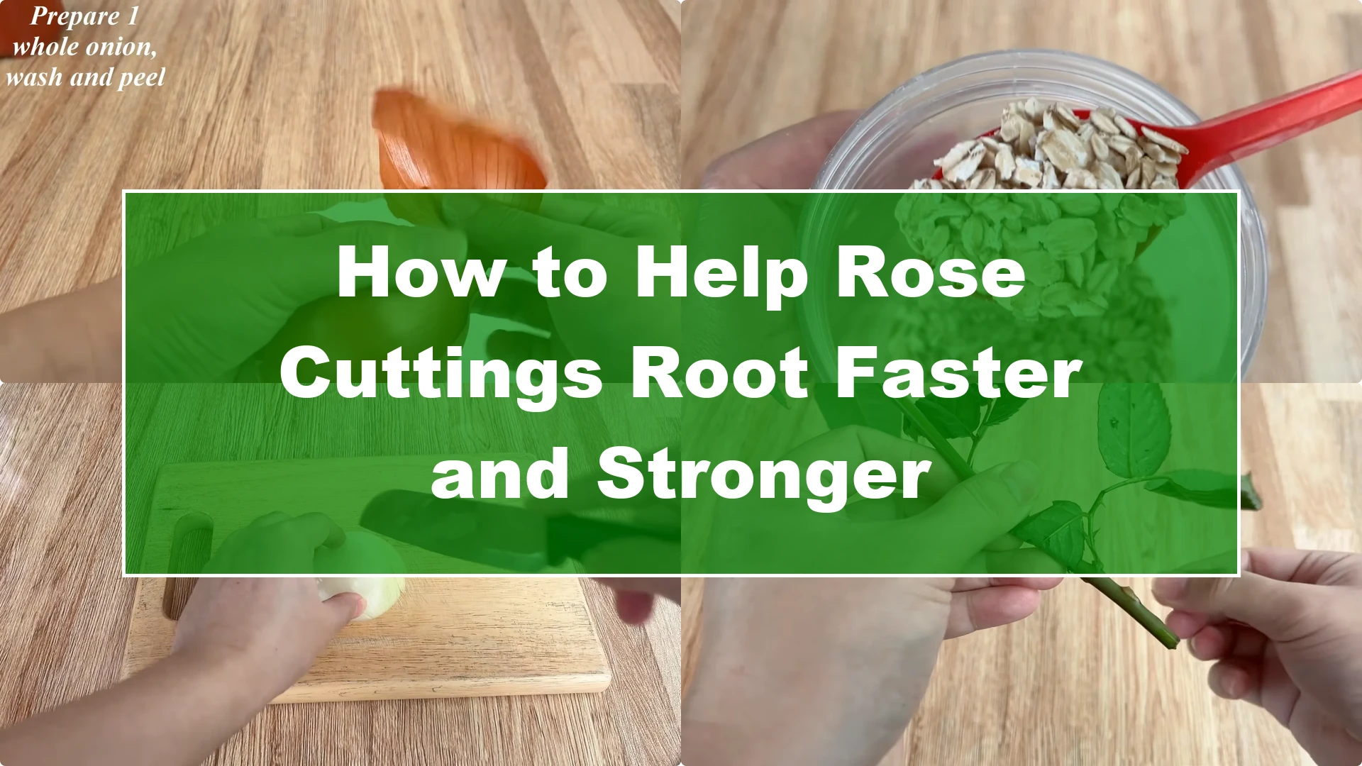 How to Help Rose Cuttings Root Faster and Stronger - Featured Image