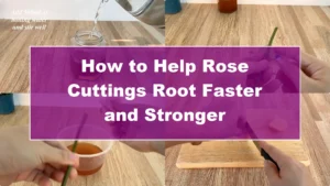 How to Help Rose Cuttings Root Faster and Stronger - Featured Image