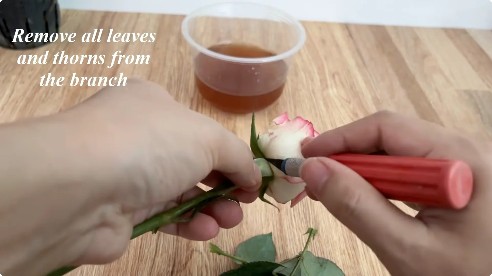 How to Help Roses Root and Sprout Overnight Easily screenshot 3