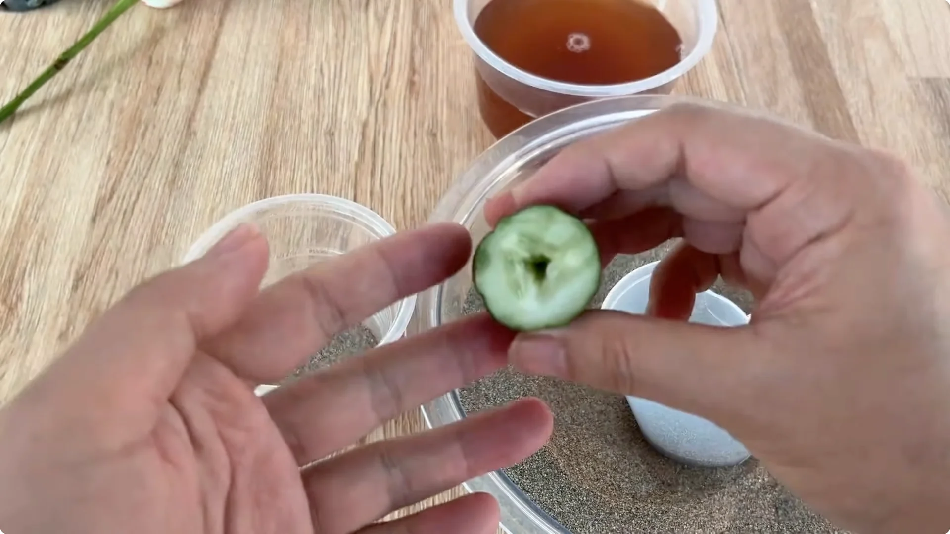 How to Help Roses Root and Sprout Overnight Easily screenshot 6