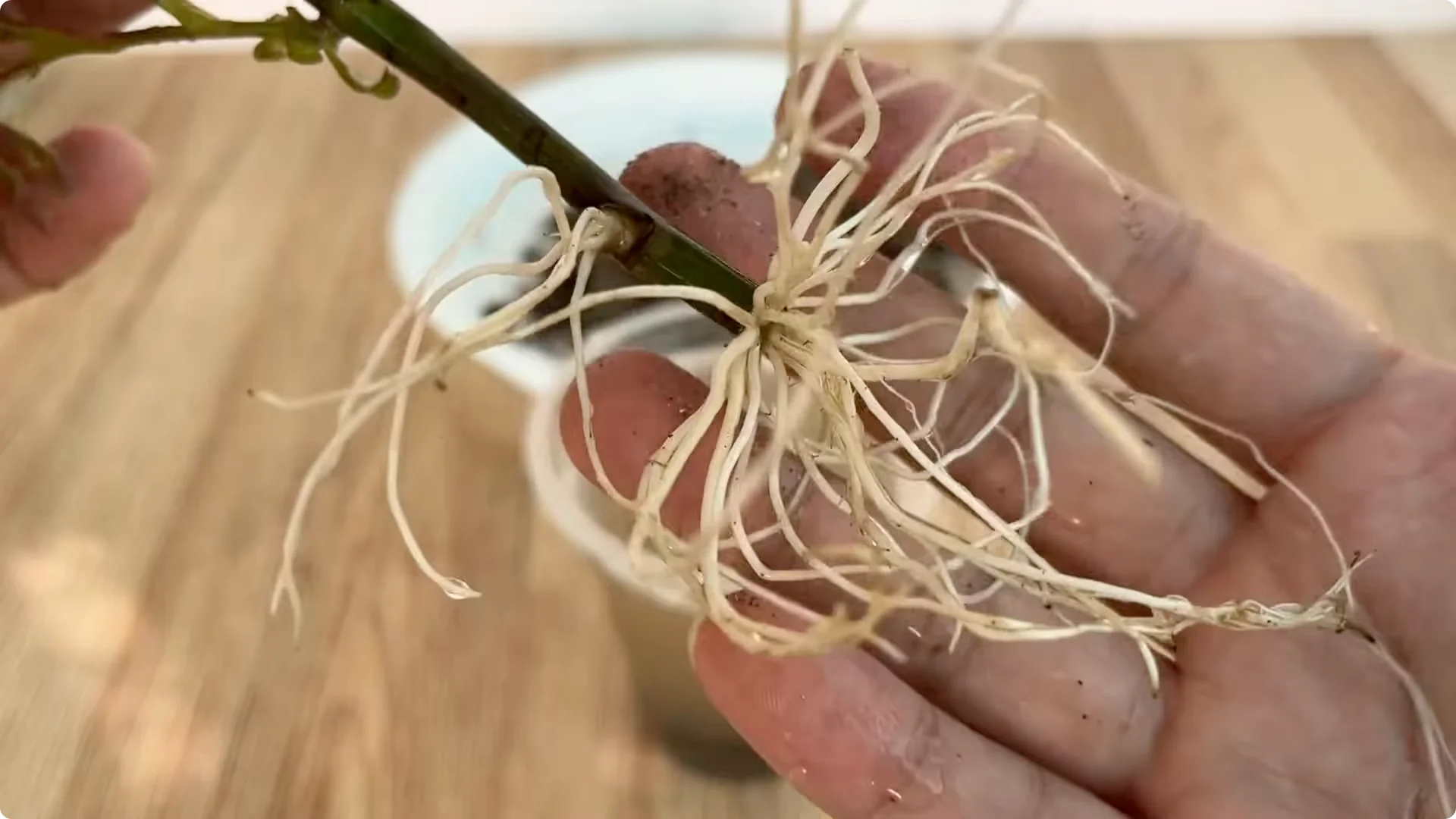 How to Help Roses Root and Sprout Overnight Easily screenshot 9