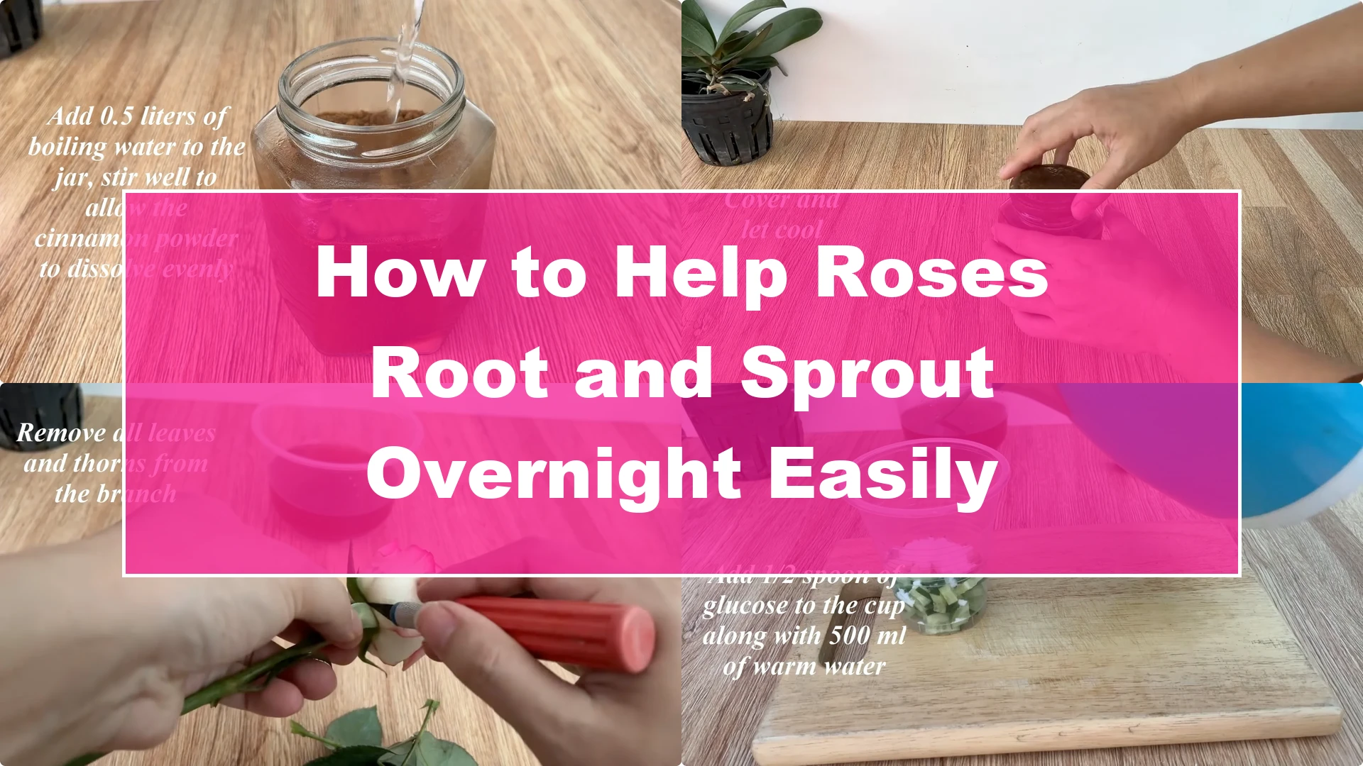 How to Help Roses Root and Sprout Overnight Easily - Featured Image