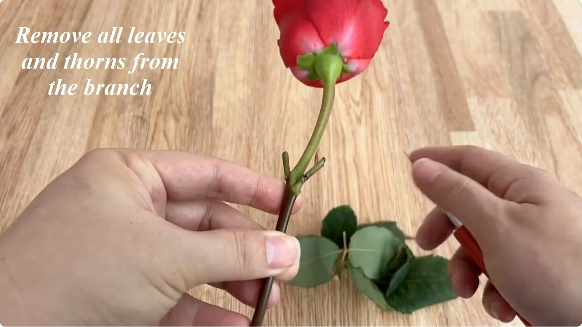 How to Make Rose Branches Root and Sprout Overnight screenshot 1