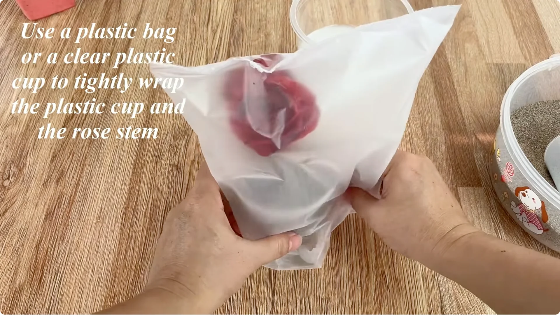 How to Make Rose Branches Root and Sprout Overnight screenshot 8