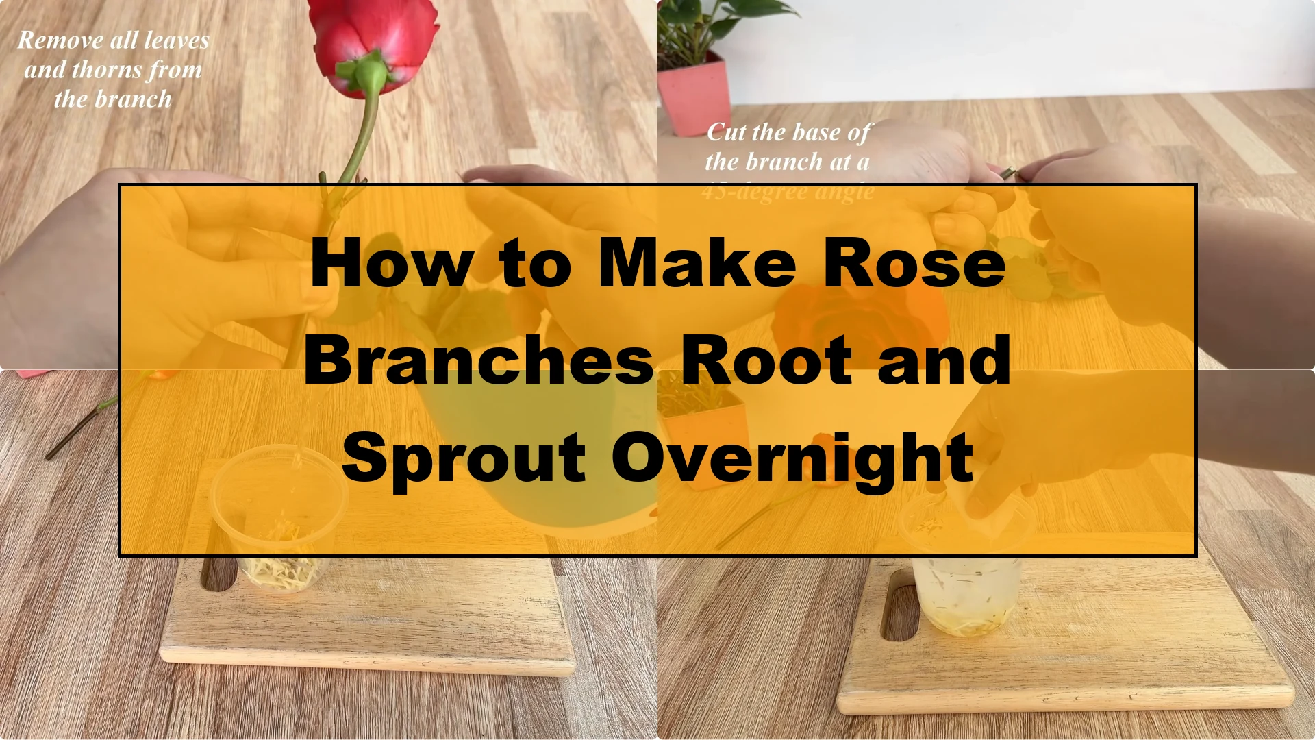 How to Make Rose Branches Root and Sprout Overnight - Featured Image