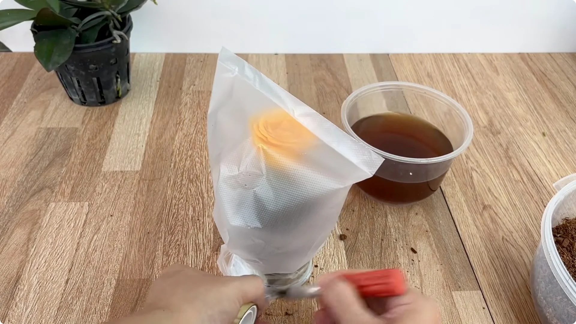 How to Propagate Roses 900 Times Faster Using This Method screenshot 10