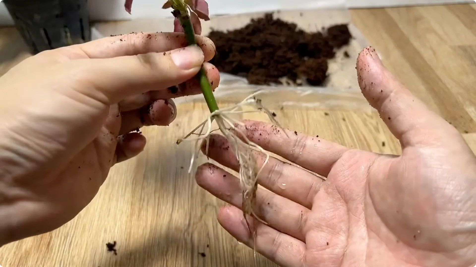 How to Propagate Roses 900 Times Faster Using This Method screenshot 12