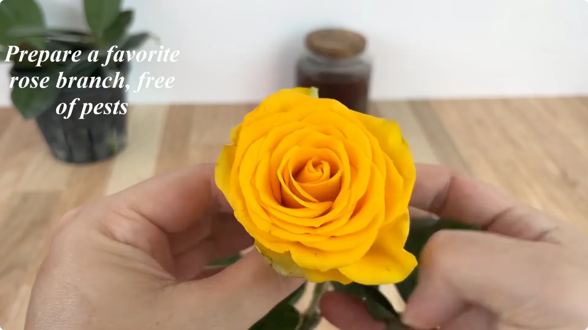 How to Propagate Roses 900 Times Faster Using This Method screenshot 2