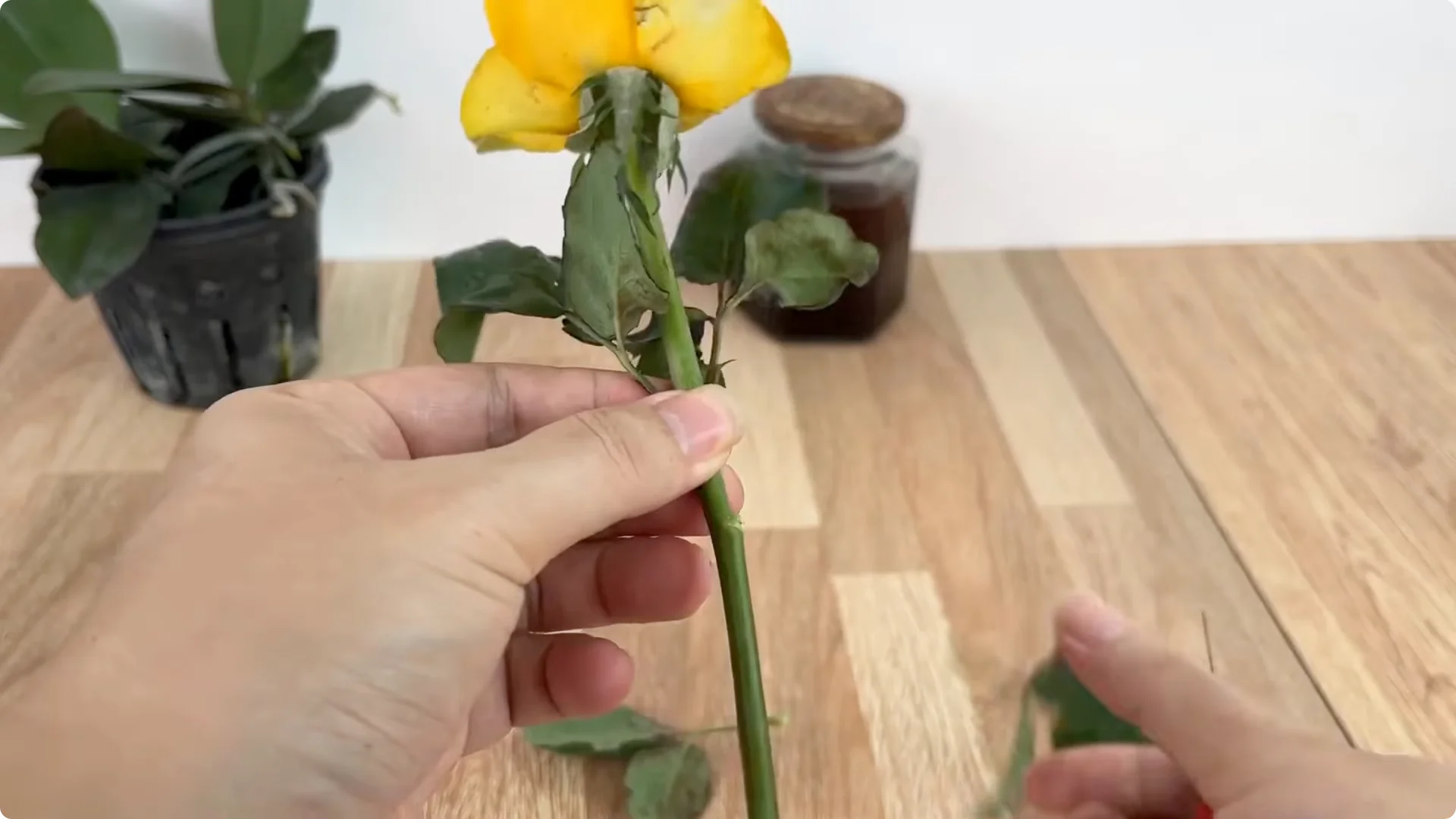 How to Propagate Roses 900 Times Faster Using This Method screenshot 3