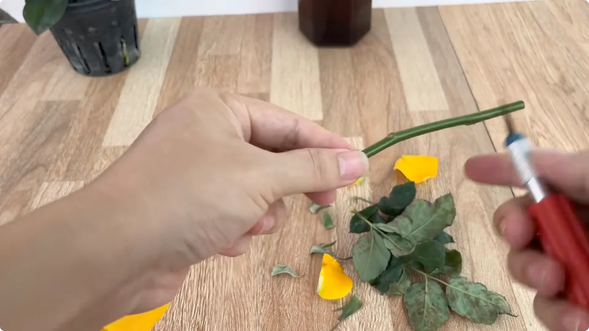 How to Propagate Roses 900 Times Faster Using This Method screenshot 4