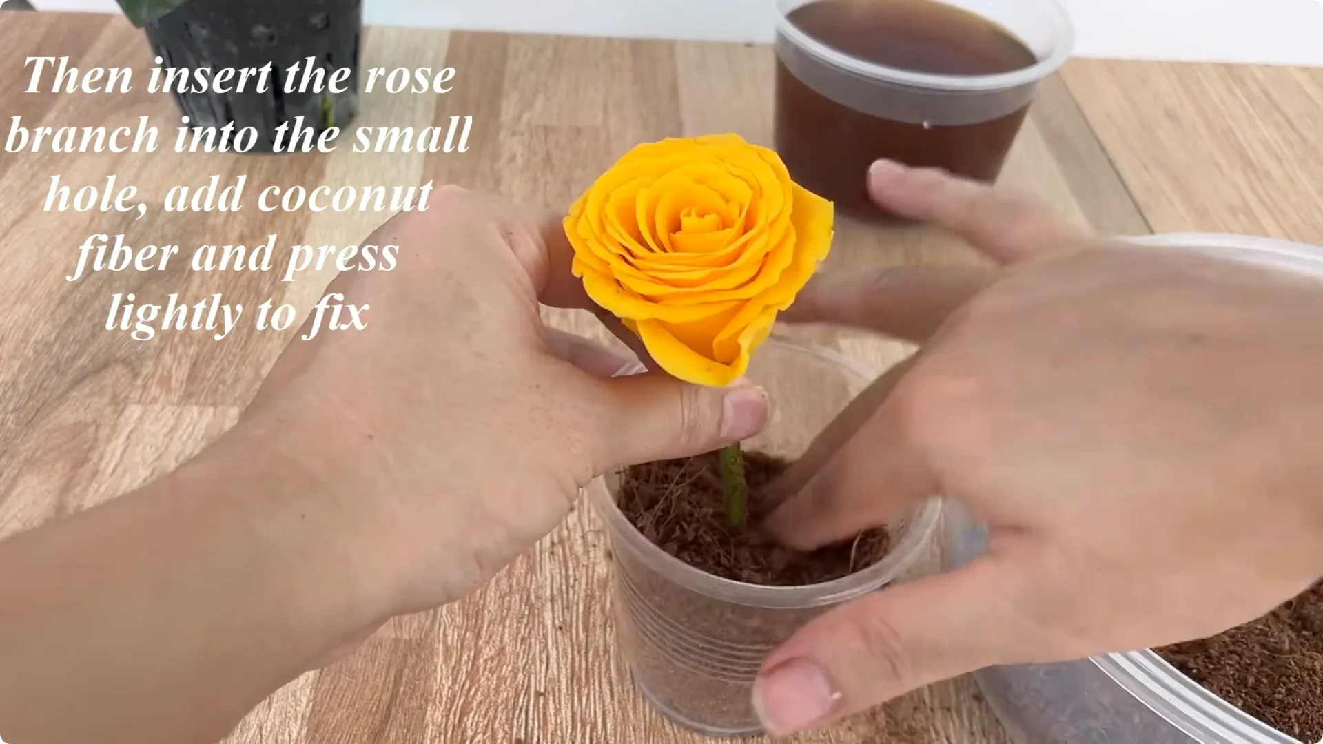 How to Propagate Roses 900 Times Faster Using This Method screenshot 8