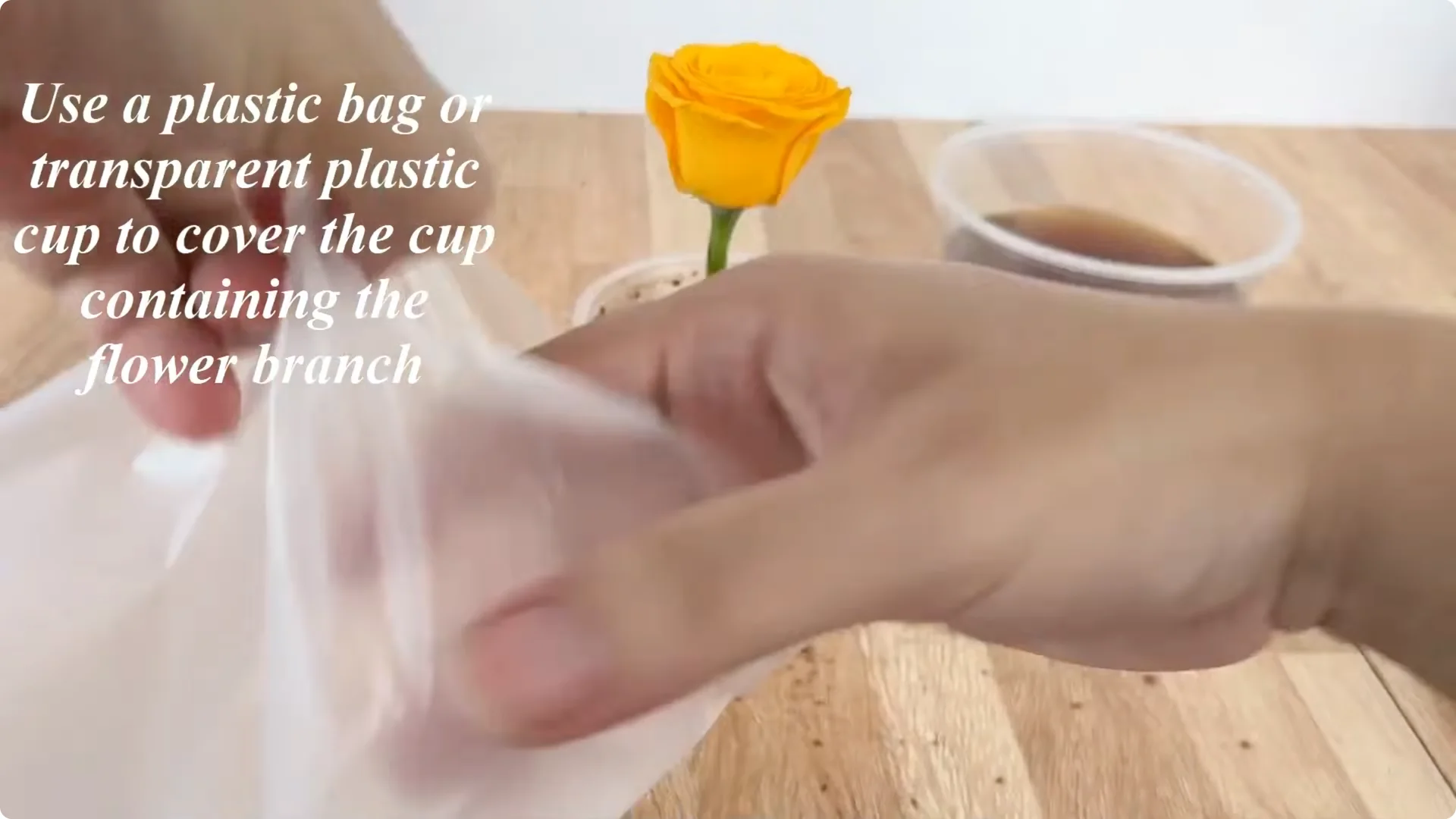 How to Propagate Roses 900 Times Faster Using This Method screenshot 9