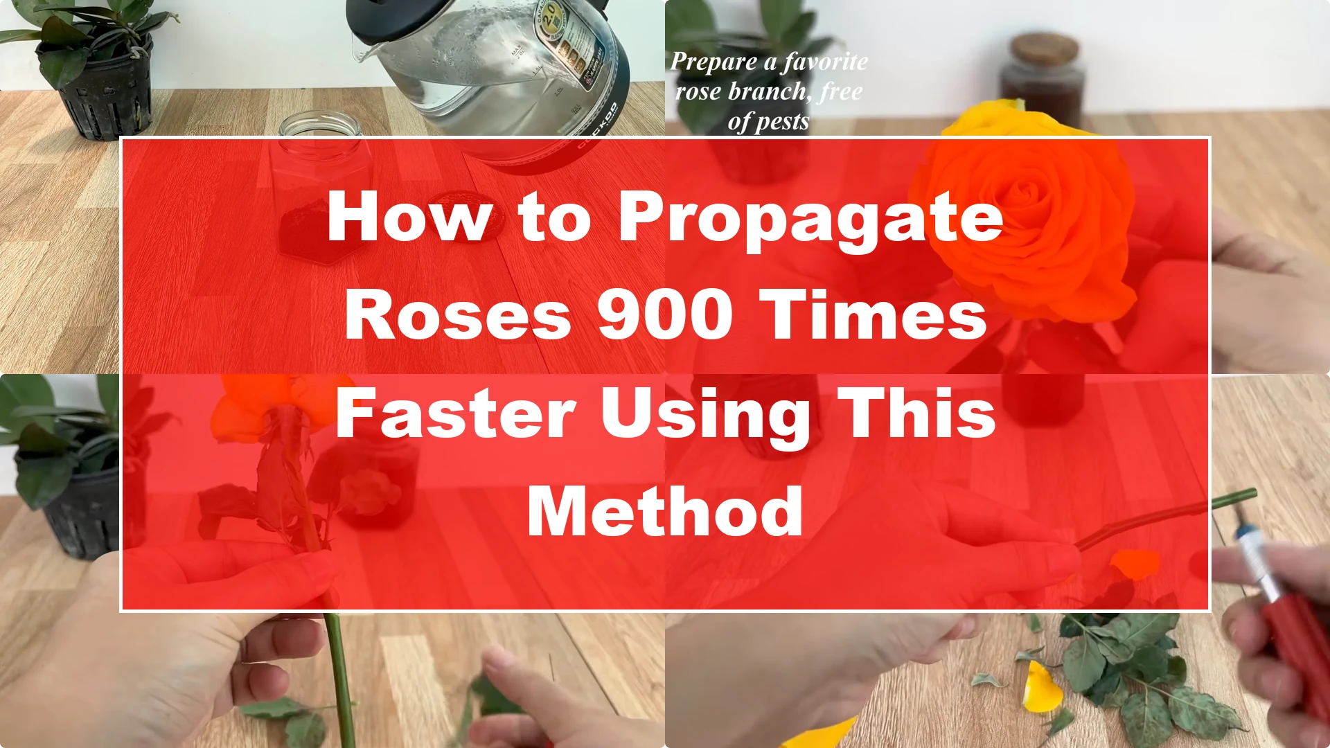 How to Propagate Roses 900 Times Faster Using This Method - Featured Image