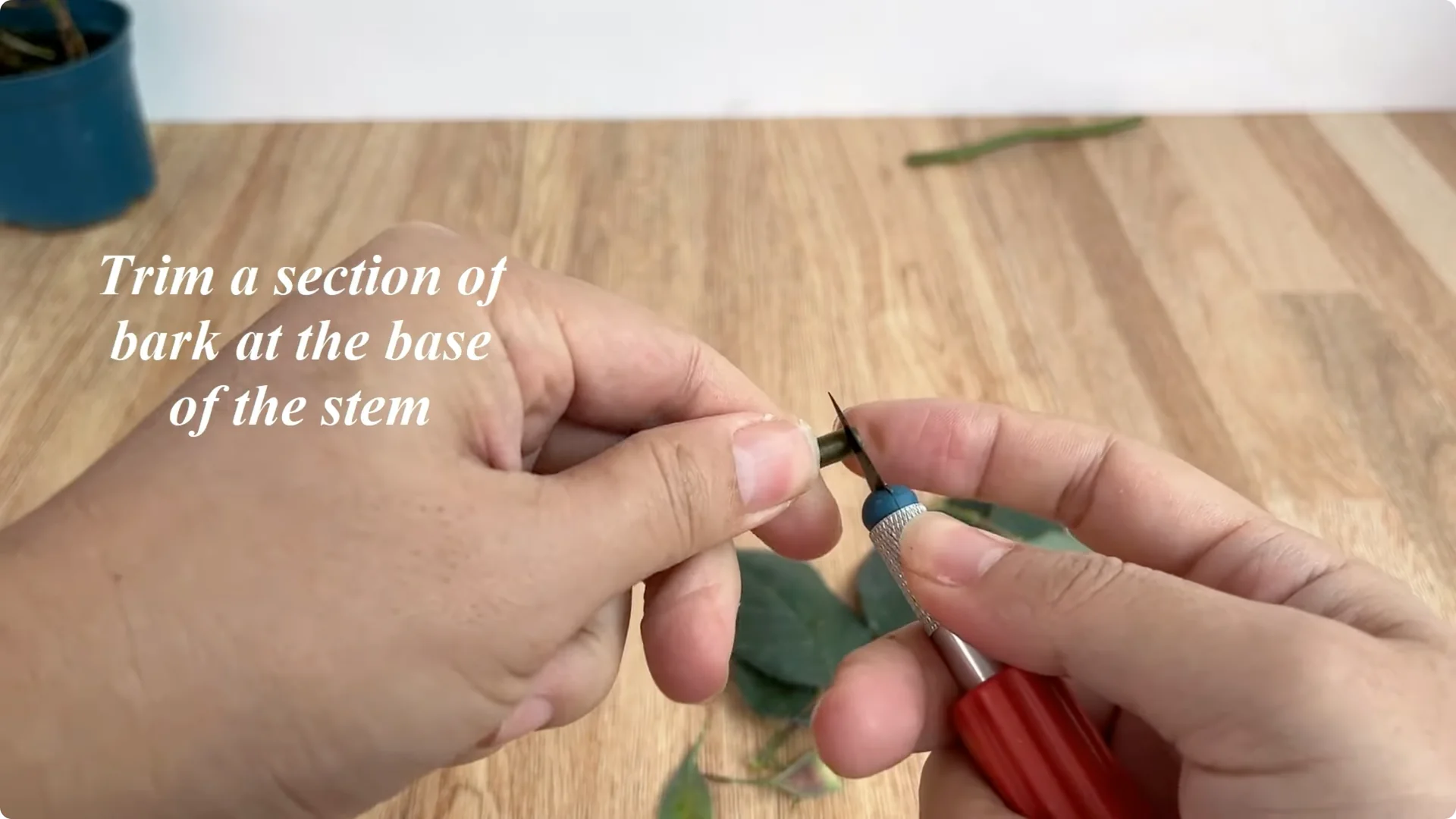 How to Quickly Root a Rose Branch for Fast Growth screenshot 1