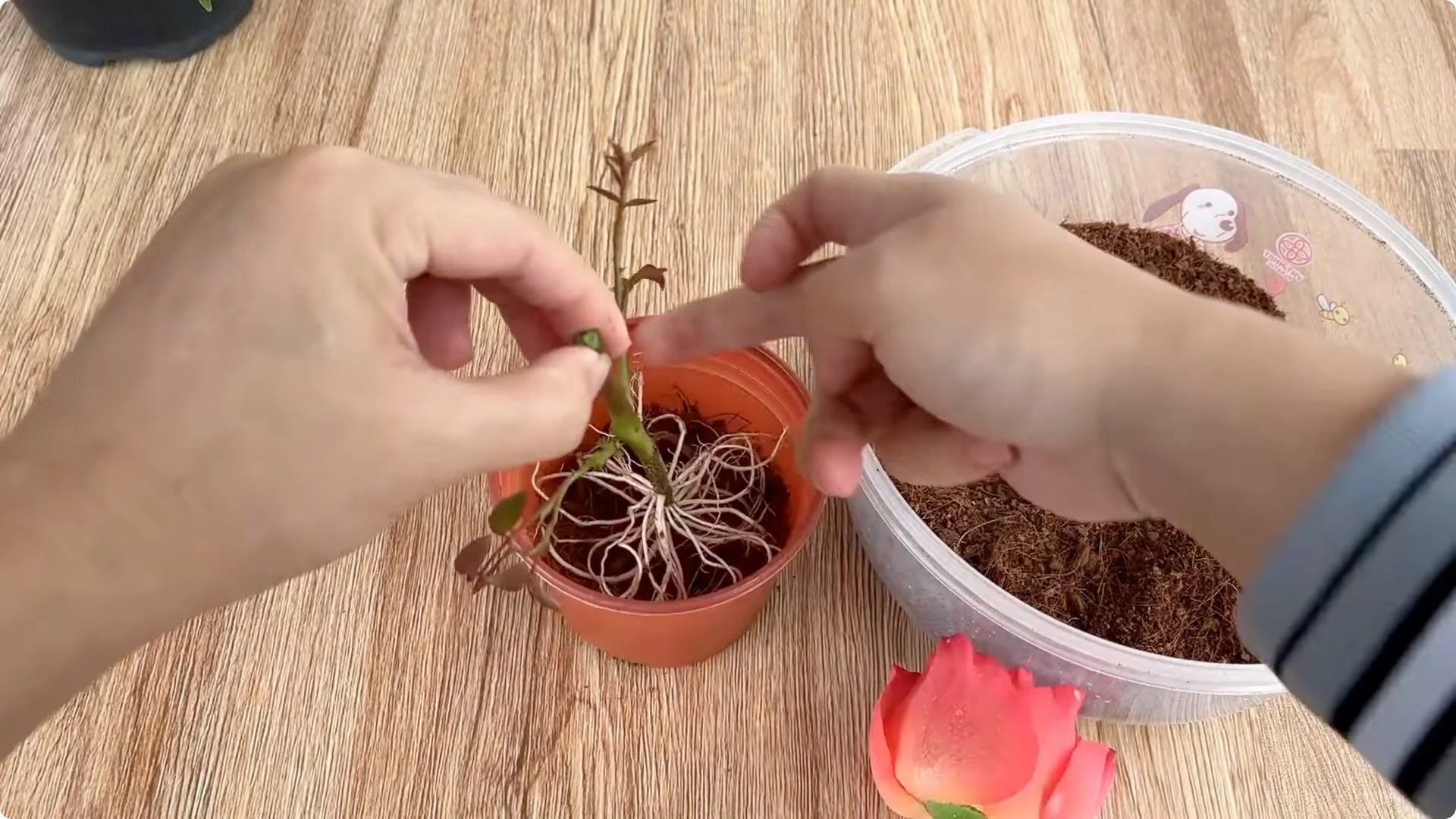 How to Quickly Root a Rose Branch for Fast Growth screenshot 10