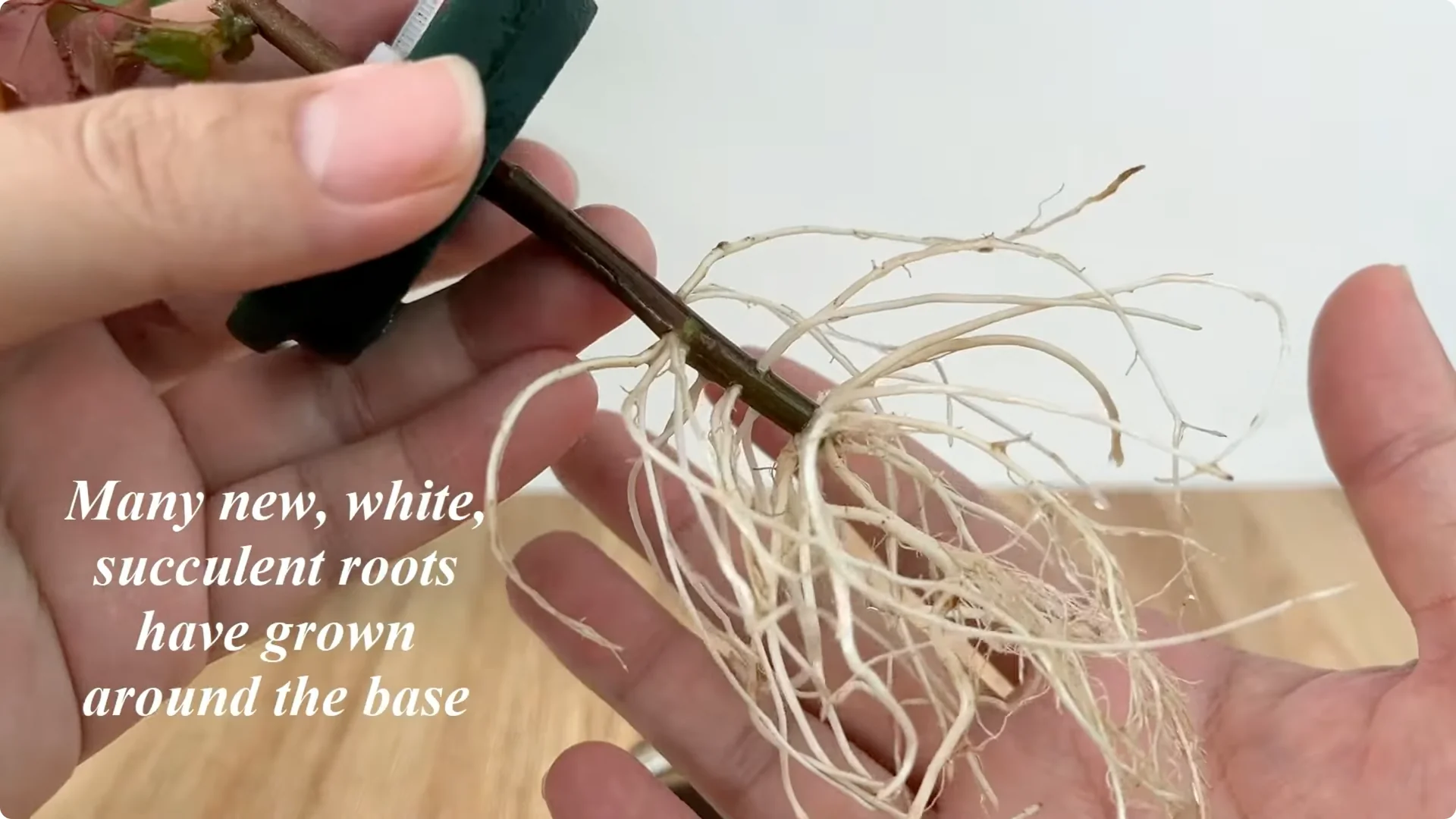 How to Quickly Root a Rose Branch for Fast Growth screenshot 6