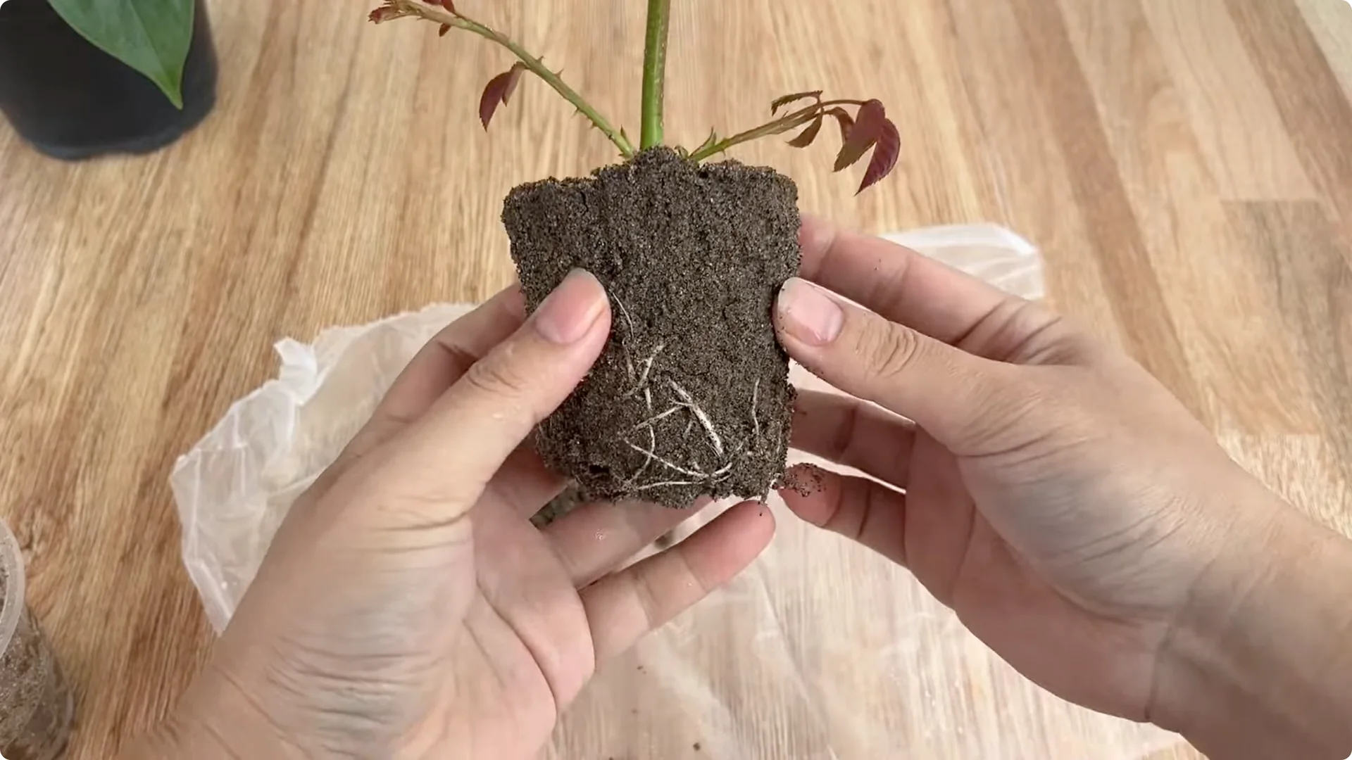How to Quickly Root a Rose Branch for Fast Growth screenshot 8