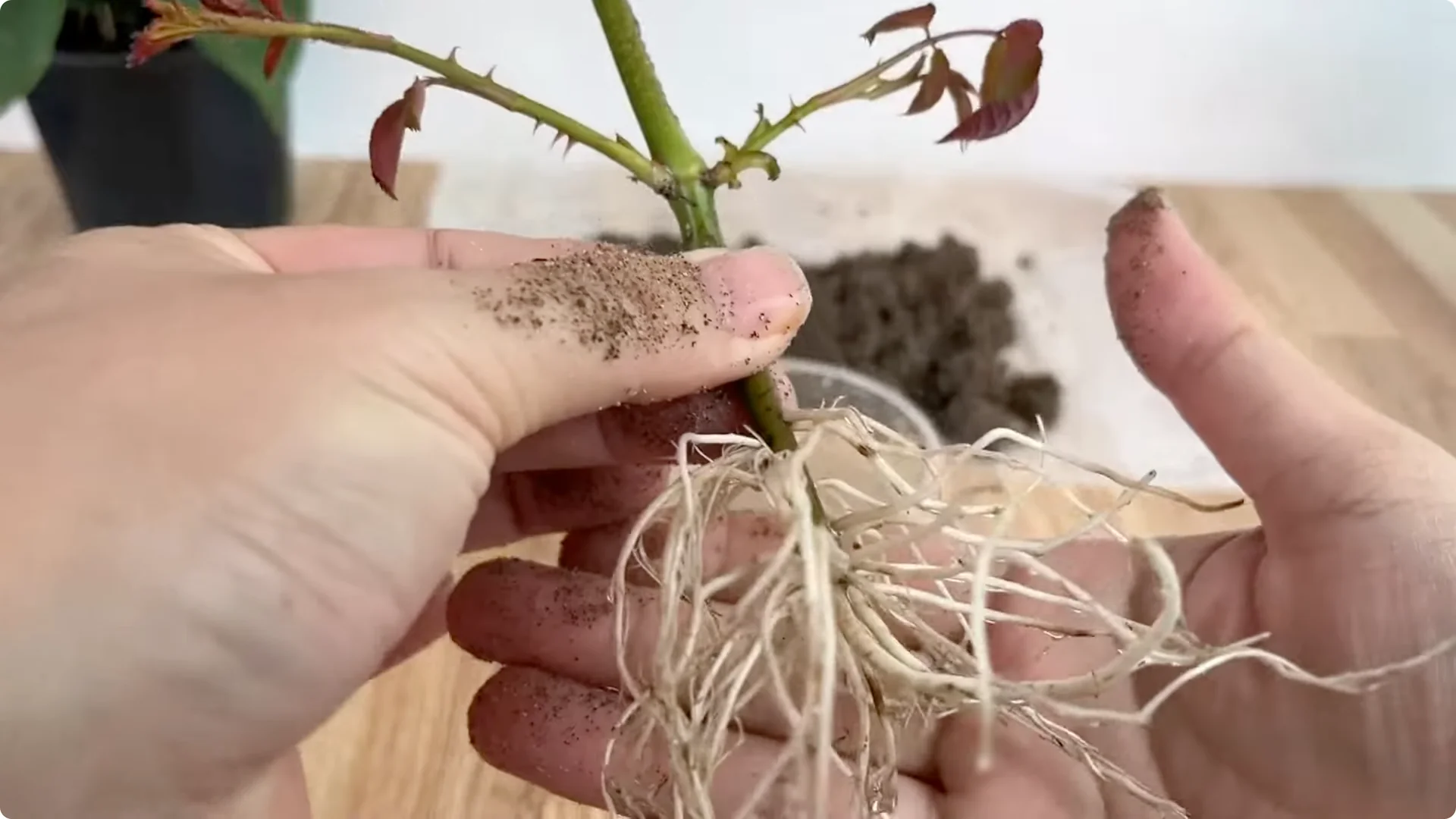 How to Quickly Root a Rose Branch for Fast Growth screenshot 9