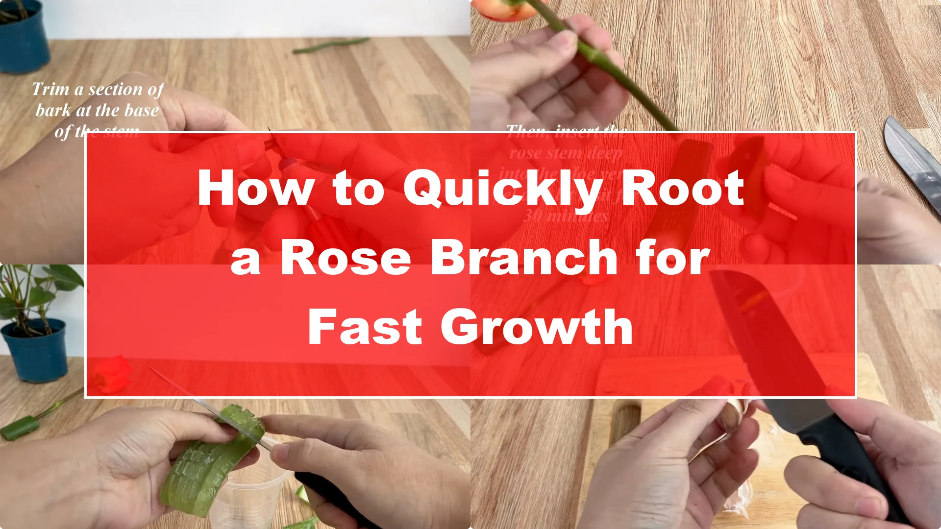 How to Quickly Root a Rose Branch for Fast Growth - Featured Image