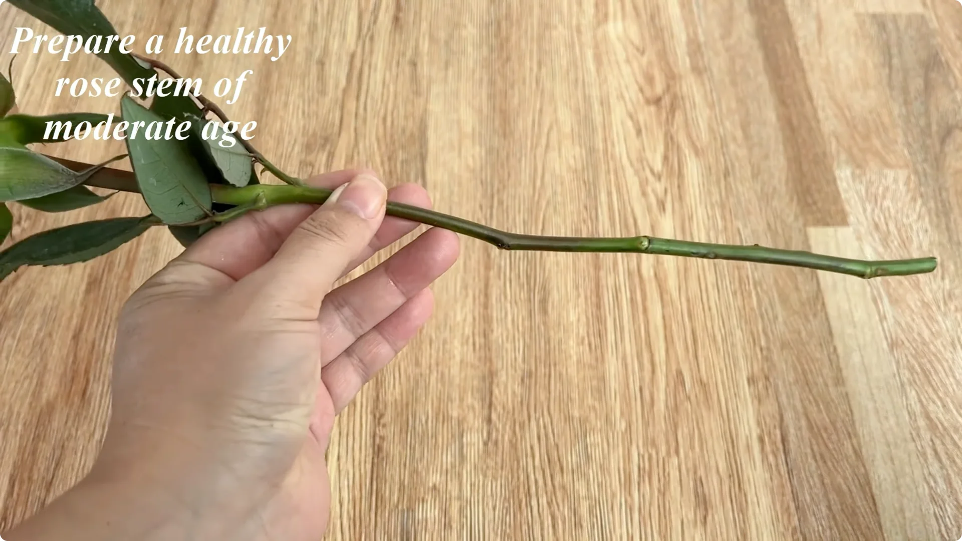 One Spoonful Trick for a Rose Plant Full of Roots and Blooms screenshot 1