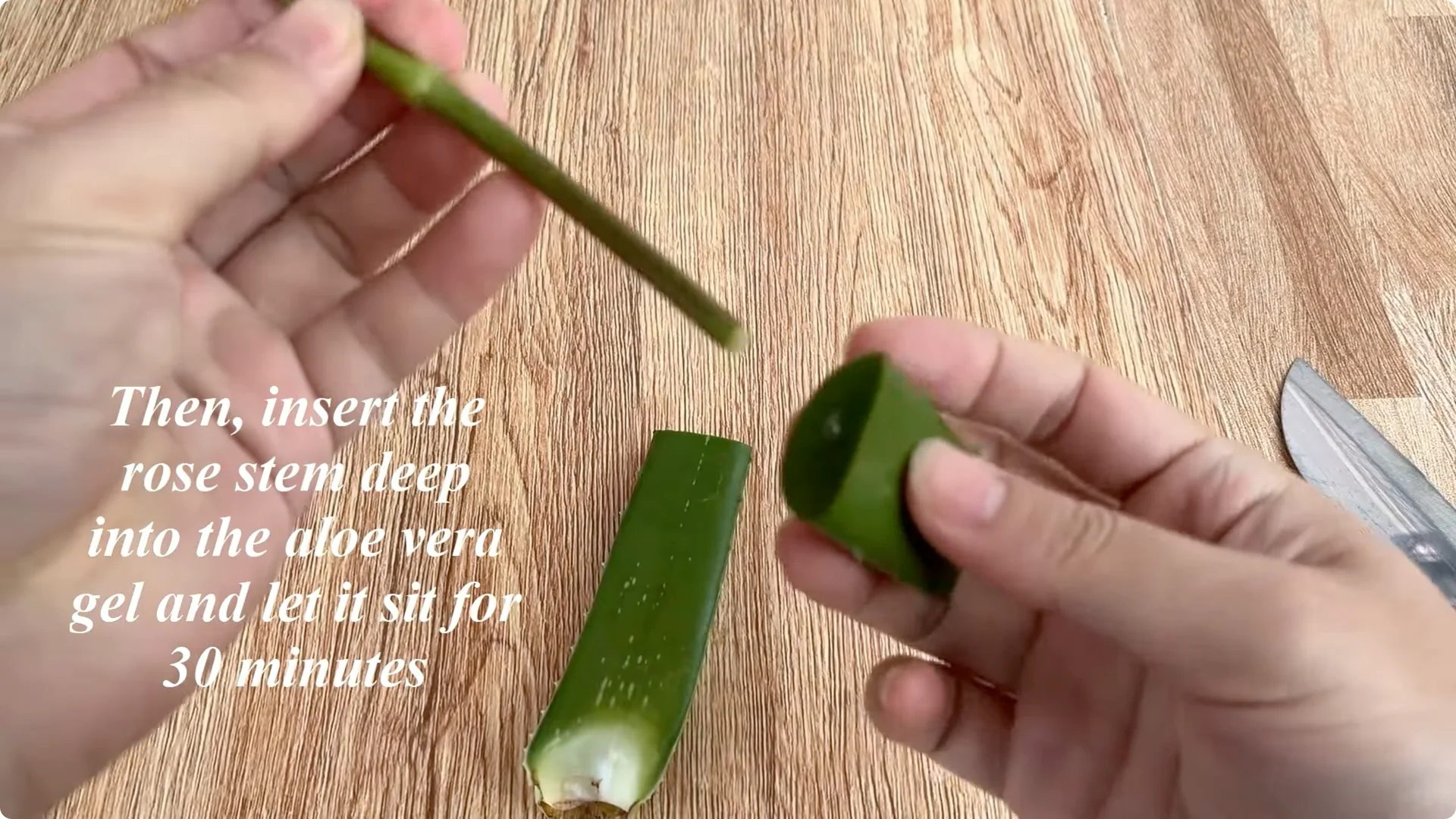 One Spoonful Trick for a Rose Plant Full of Roots and Blooms screenshot 2