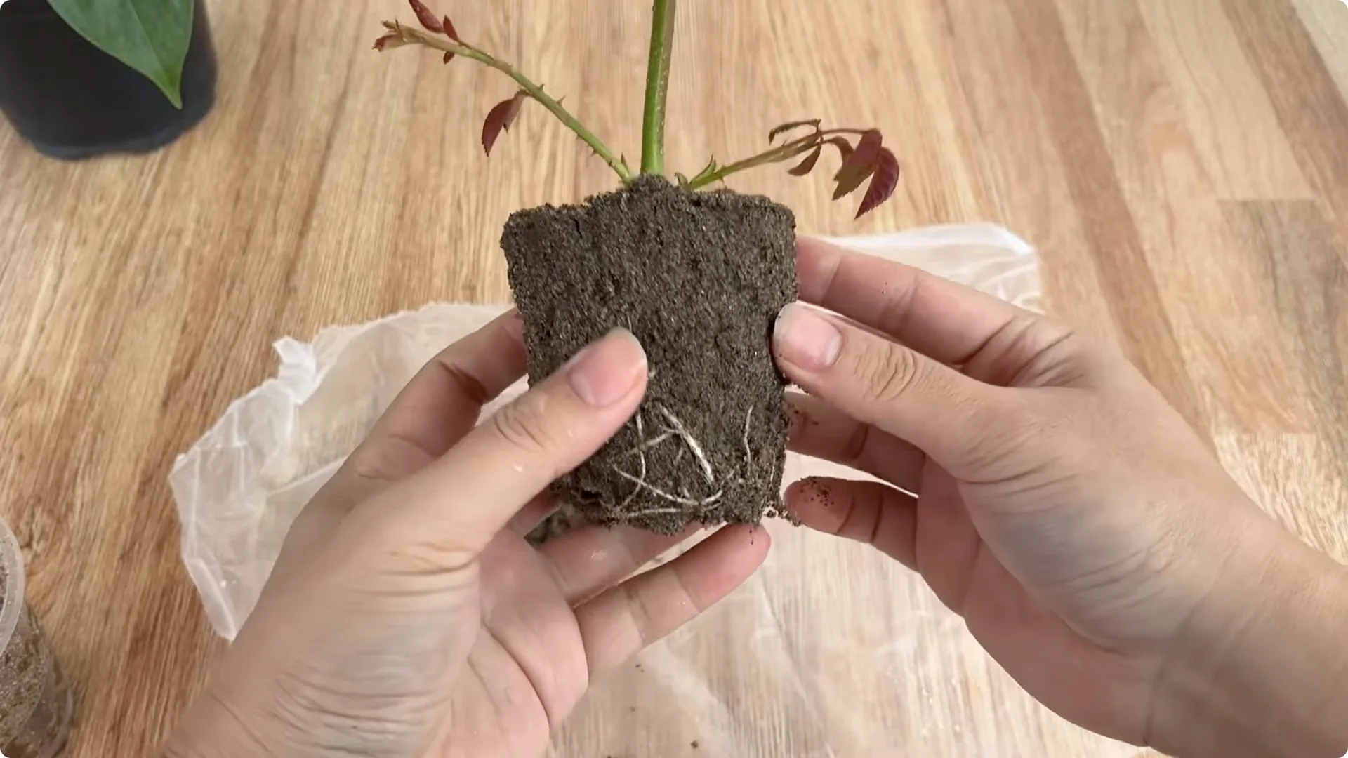 One Spoonful Trick for a Rose Plant Full of Roots and Blooms screenshot 7