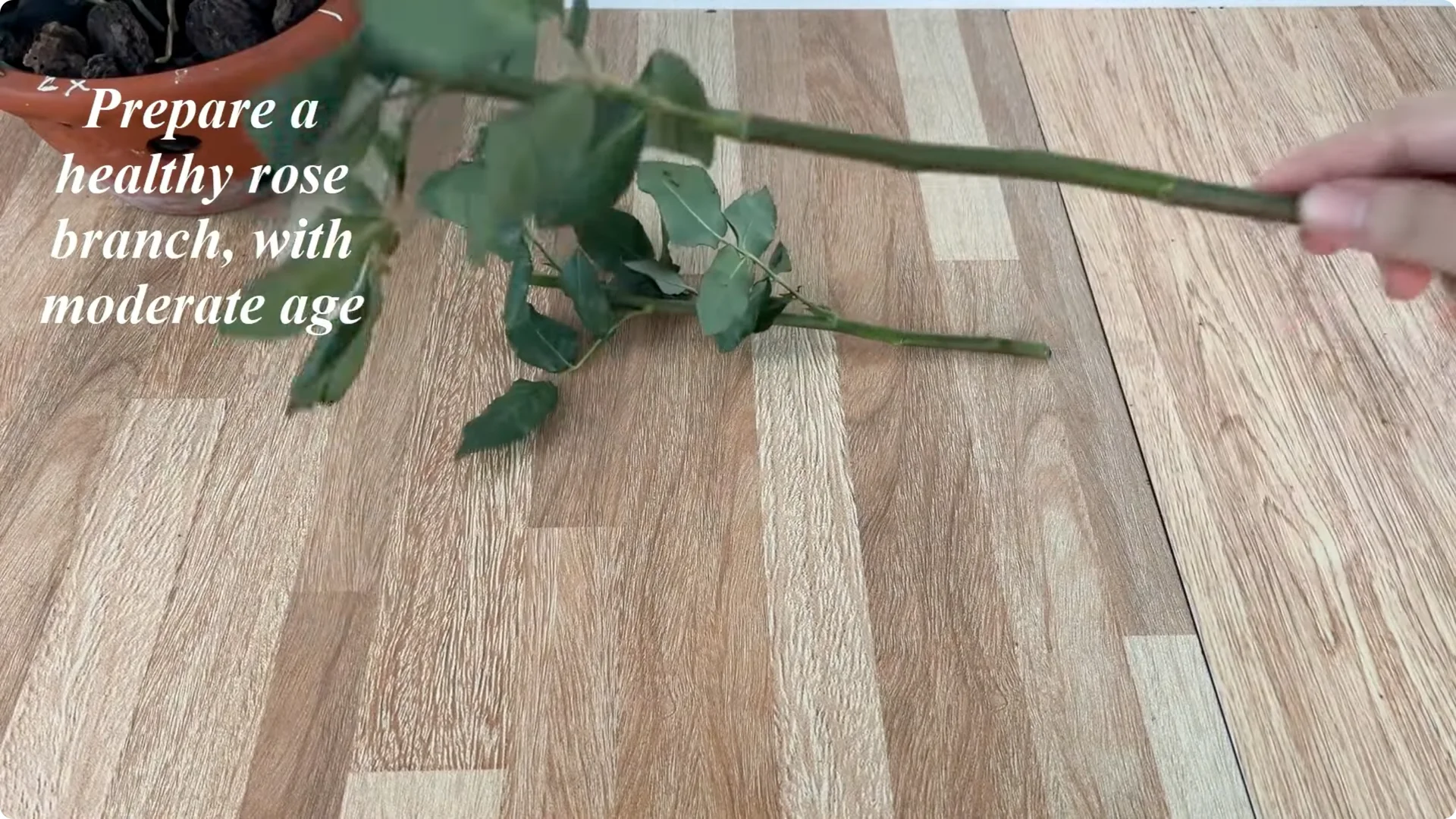 The Easy Trick to Make Rose Cuttings Root and Bloom Fast screenshot 1