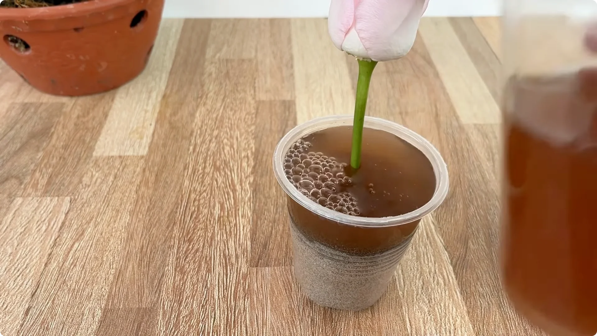 The Easy Trick to Make Rose Cuttings Root and Bloom Fast screenshot 12