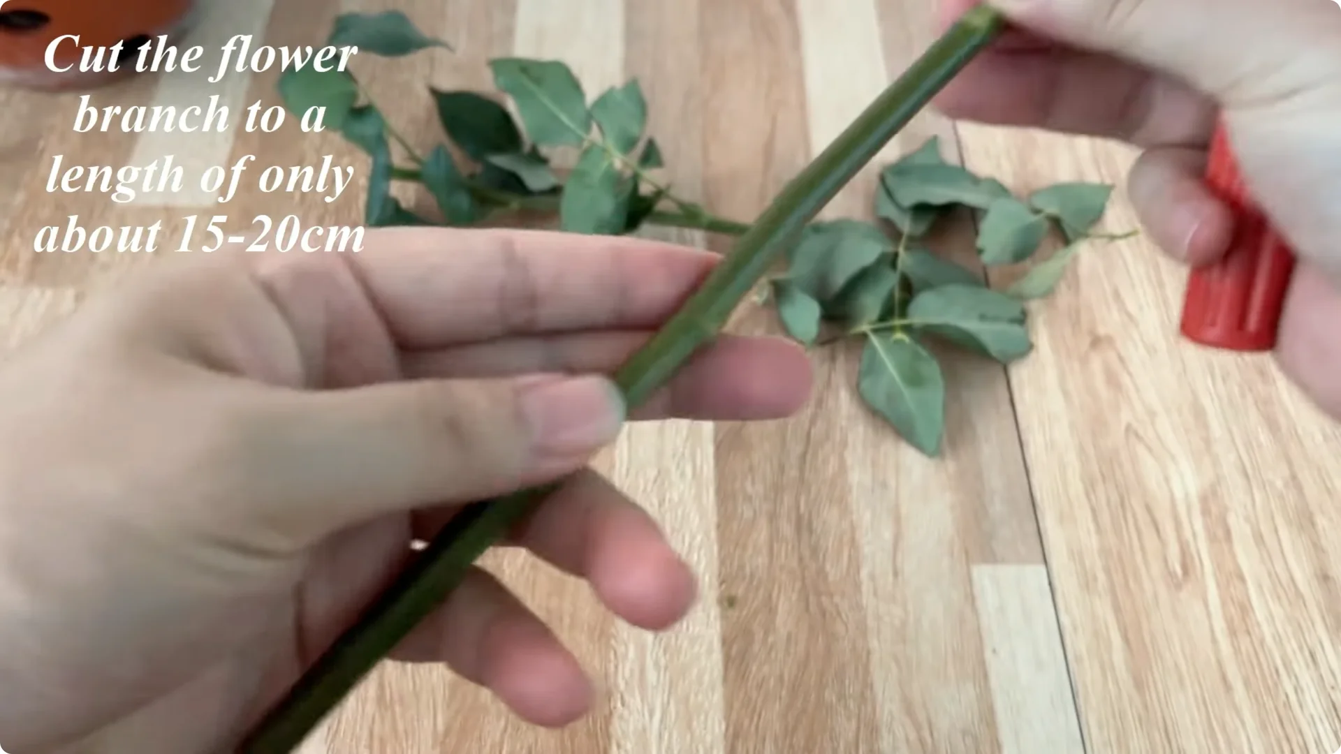 The Easy Trick to Make Rose Cuttings Root and Bloom Fast screenshot 3