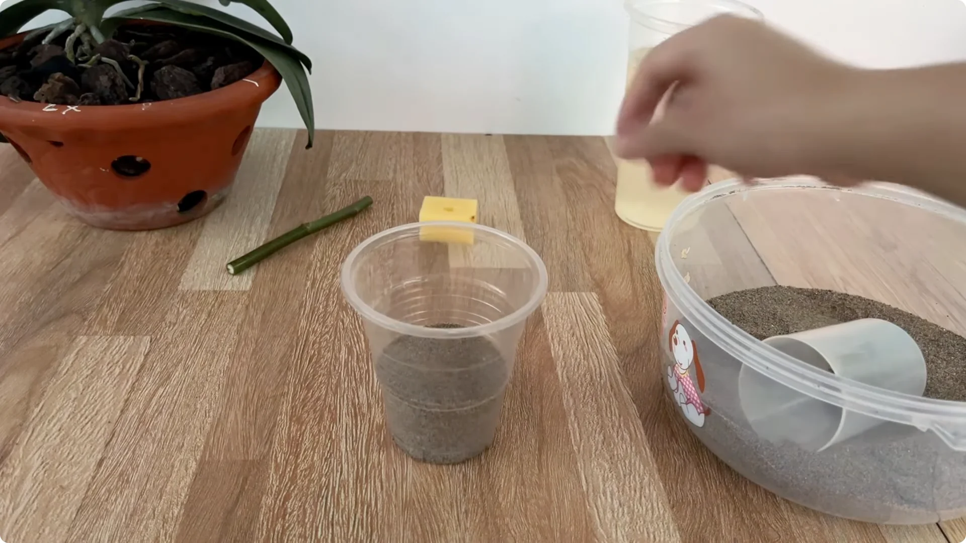 The Easy Trick to Make Rose Cuttings Root and Bloom Fast screenshot 7