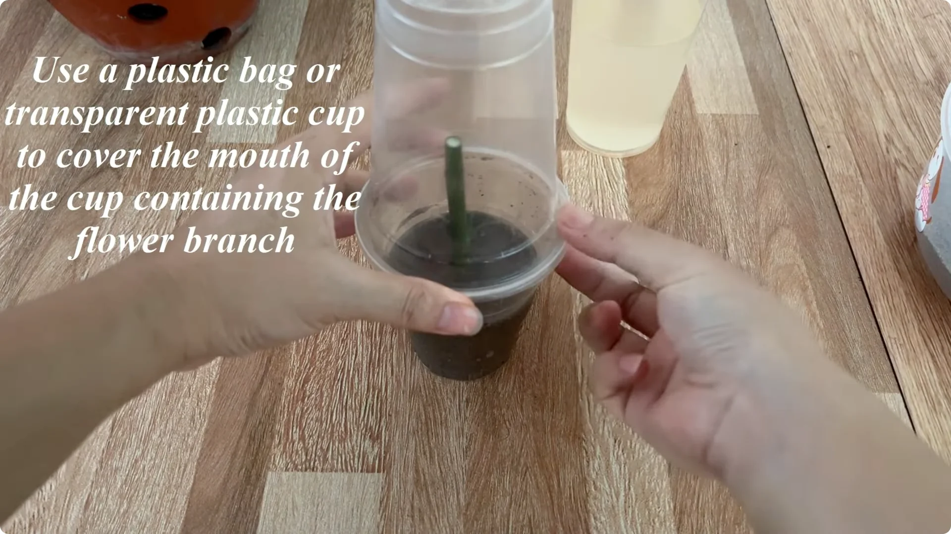 The Easy Trick to Make Rose Cuttings Root and Bloom Fast screenshot 8
