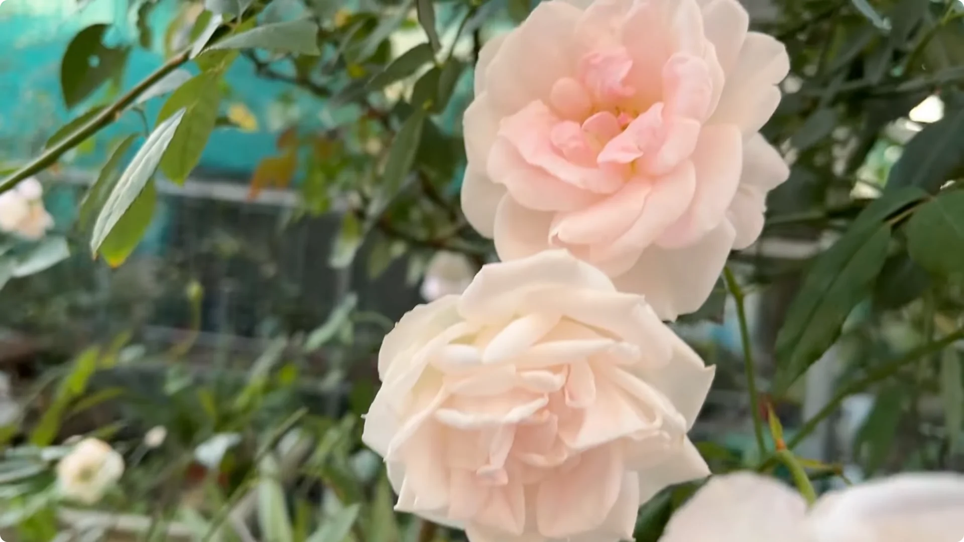 The Simple Method That Changed How I Propagate Roses screenshot 1