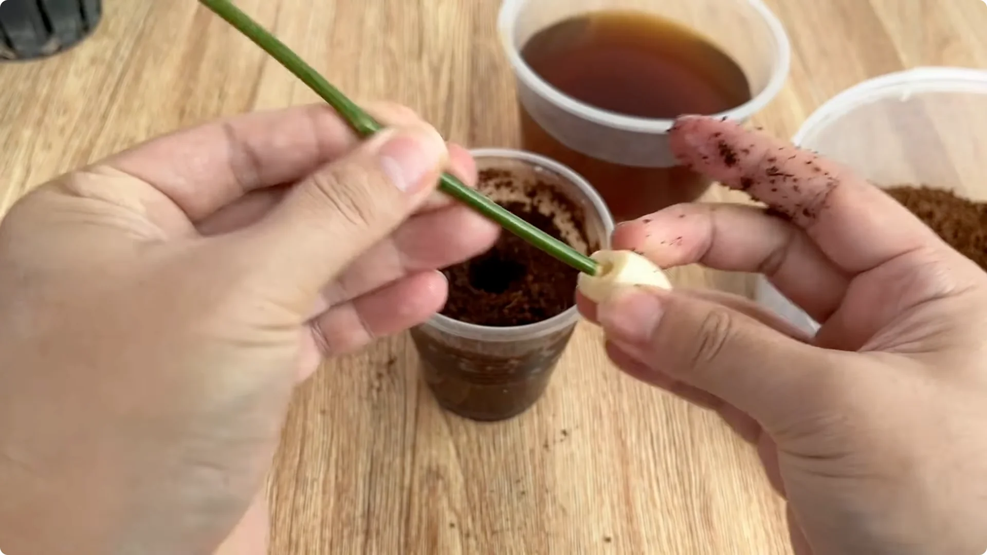 The Simple Method That Changed How I Propagate Roses screenshot 11