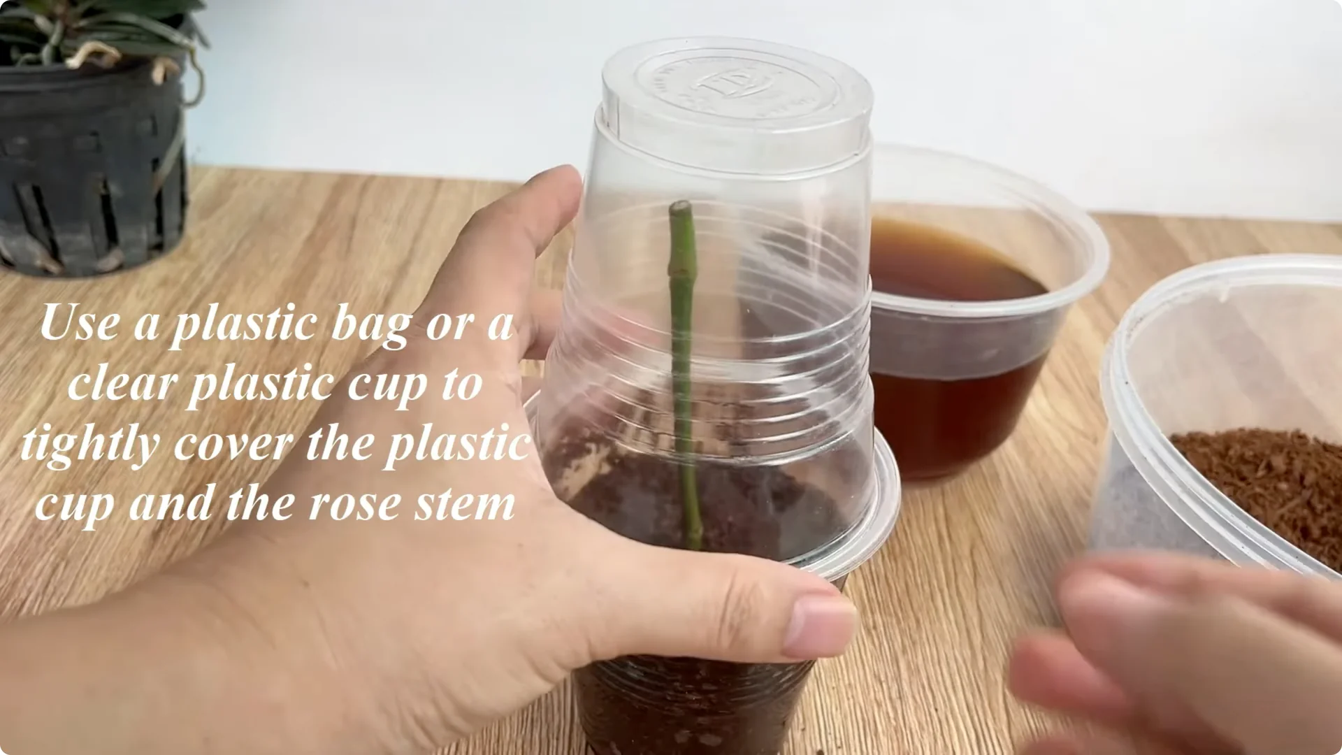 The Simple Method That Changed How I Propagate Roses screenshot 12