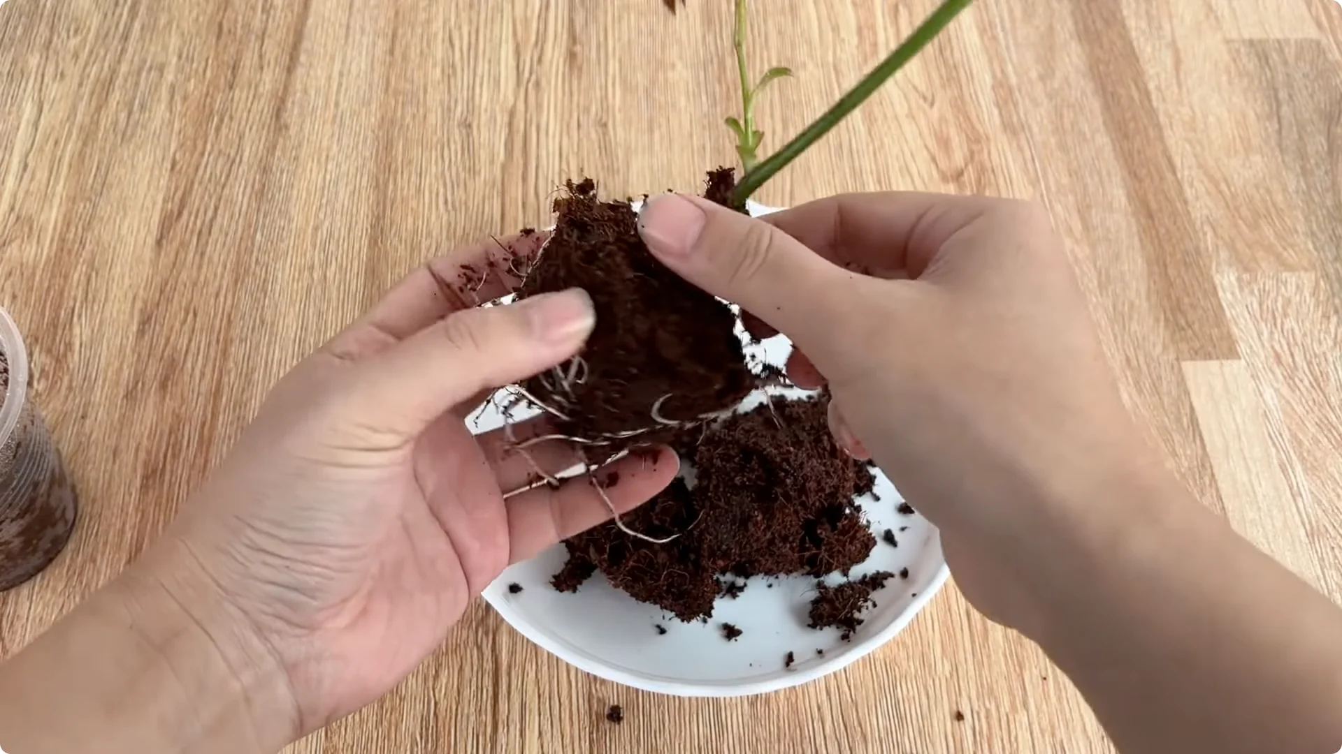 The Simple Method That Changed How I Propagate Roses screenshot 14