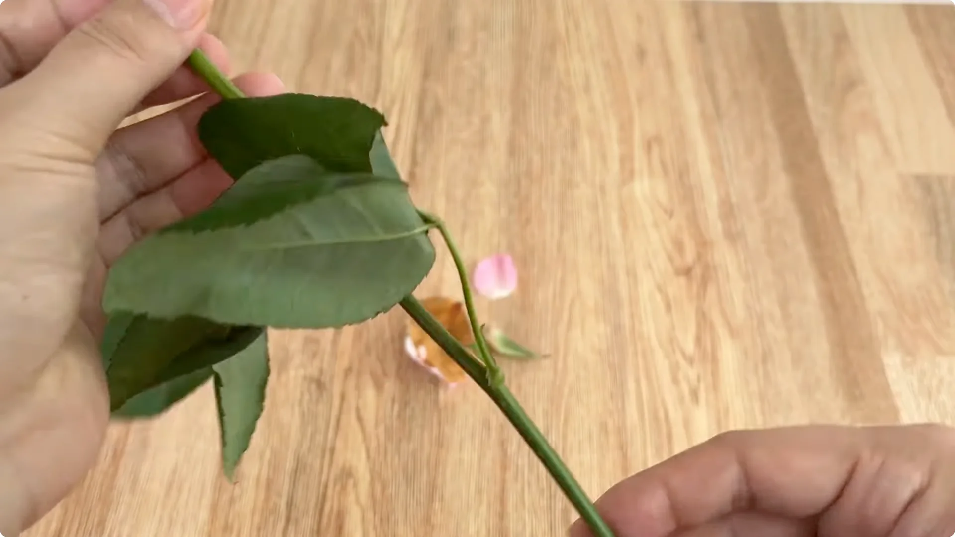 The Simple Method That Changed How I Propagate Roses screenshot 2