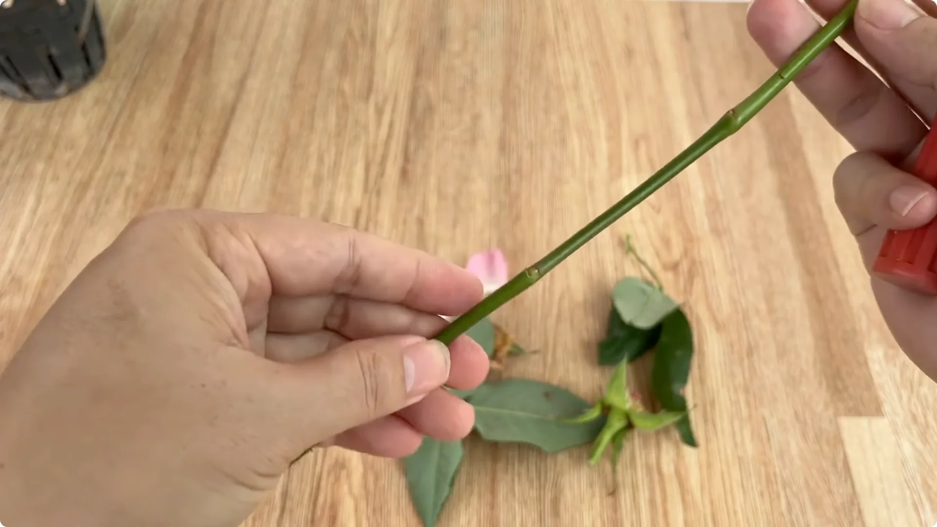 The Simple Method That Changed How I Propagate Roses screenshot 3