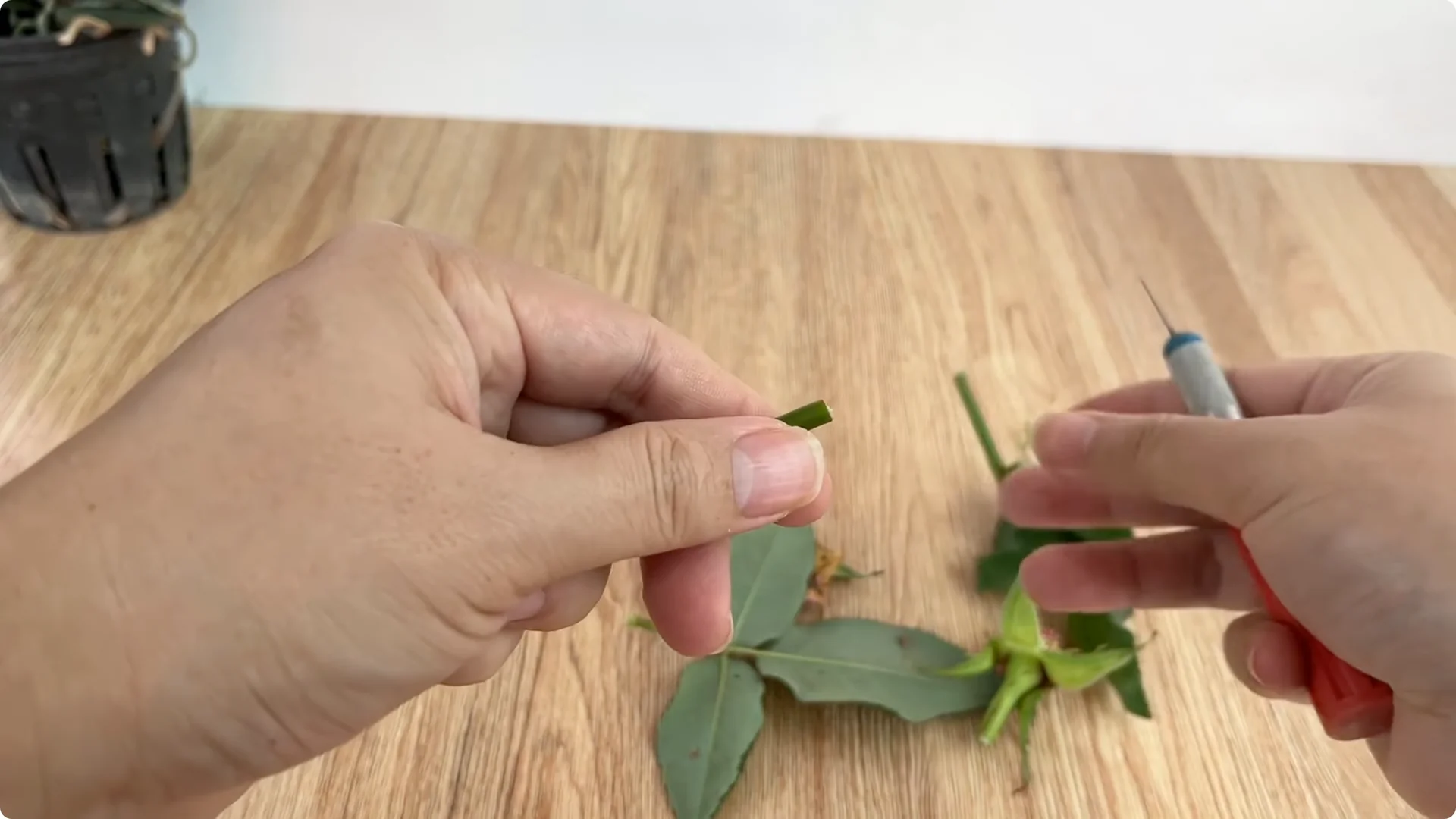 The Simple Method That Changed How I Propagate Roses screenshot 4