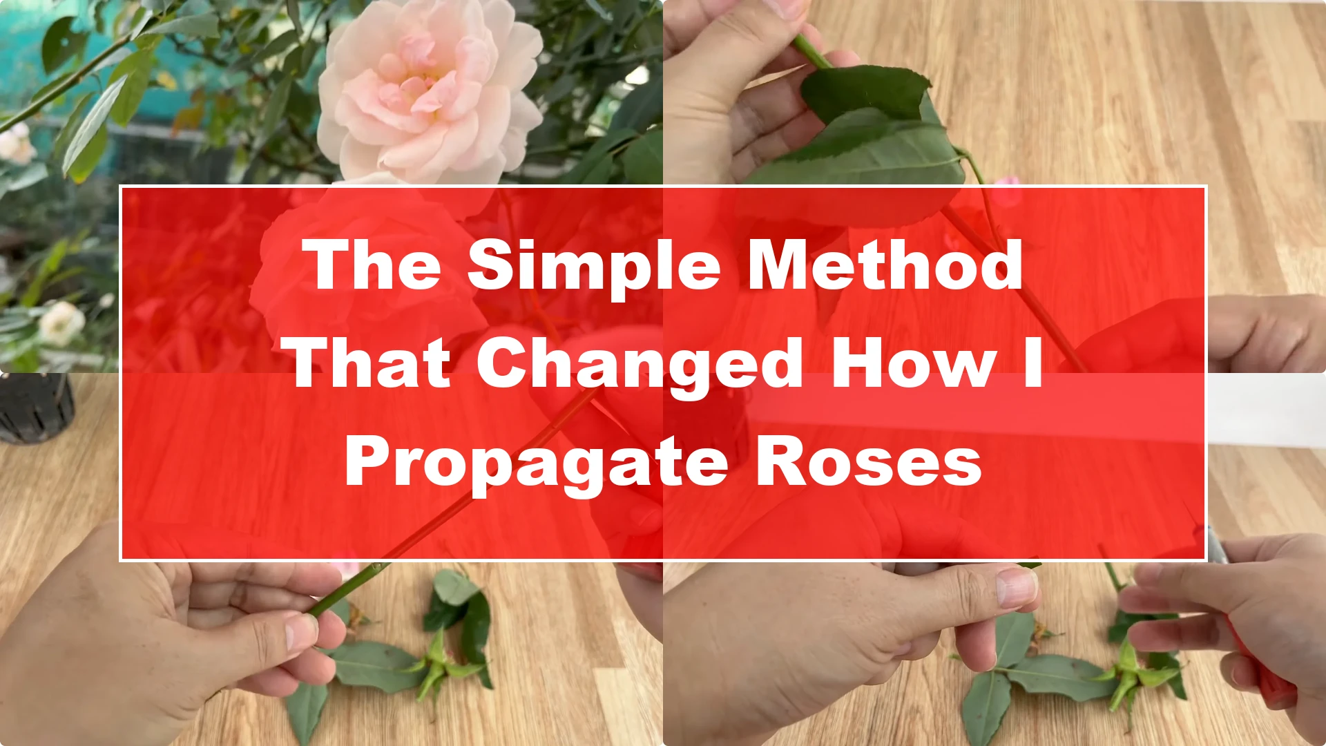 The Simple Method That Changed How I Propagate Roses - Featured Image
