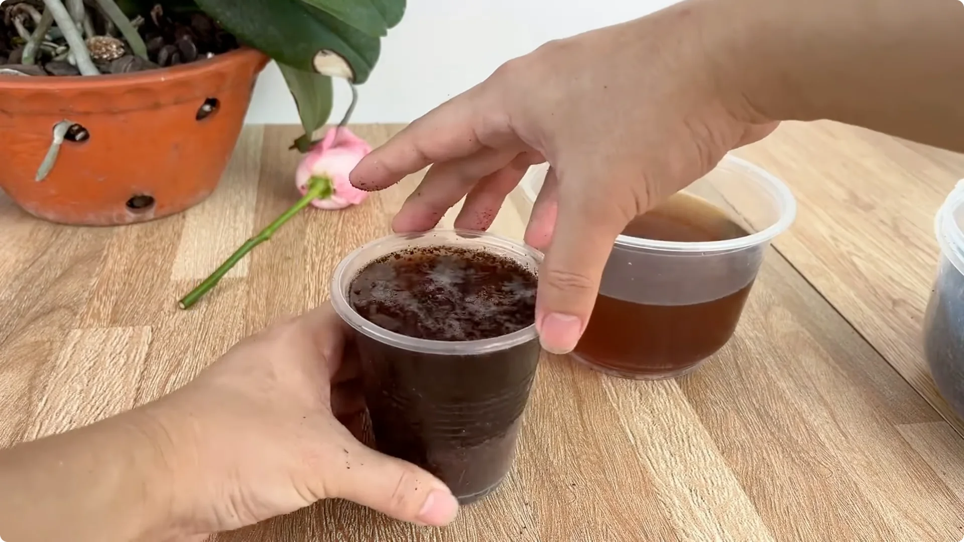 The Simple Method That Surprised Me When Propagating Roses screenshot 13