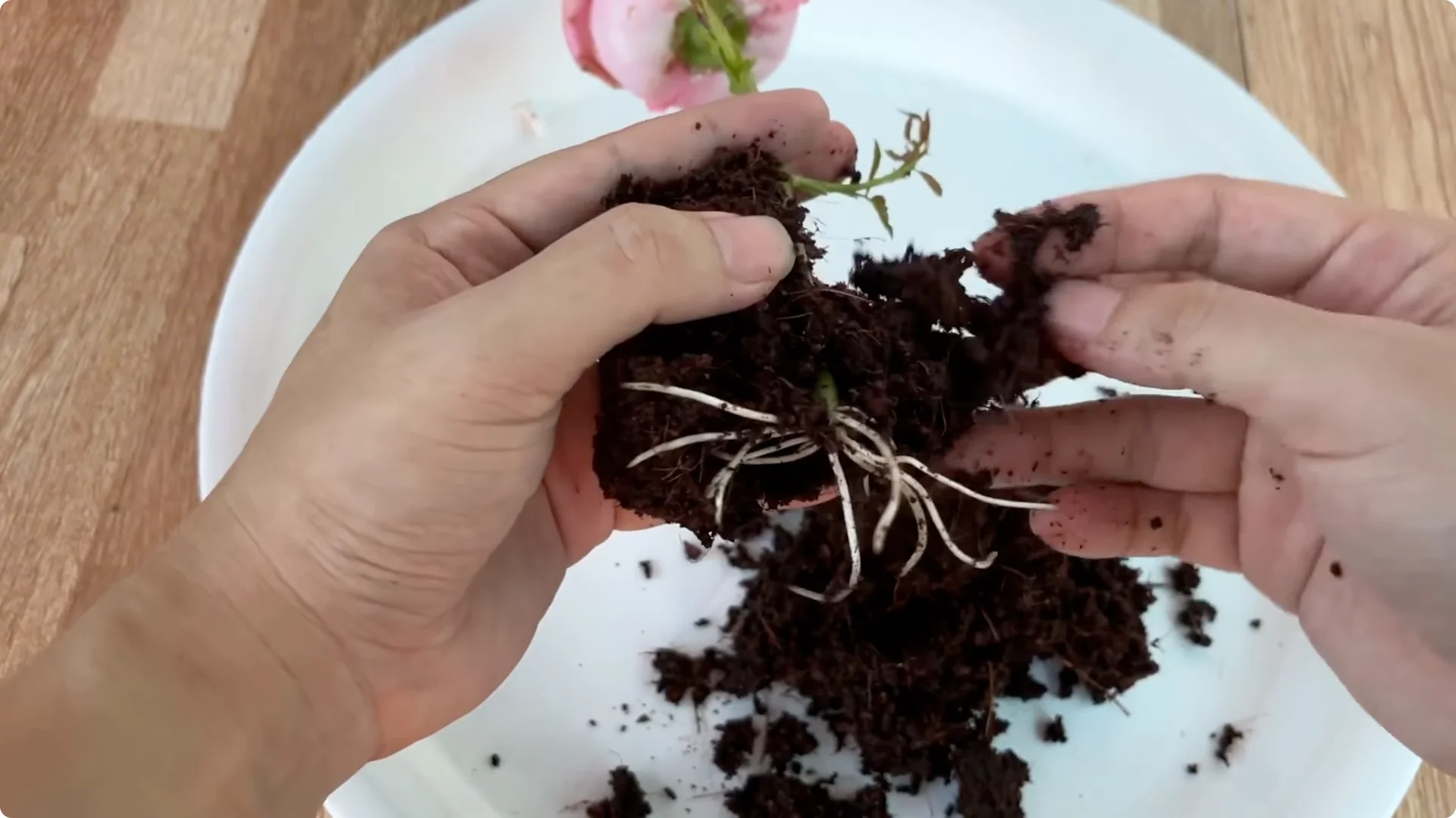 The Simple Method That Surprised Me When Propagating Roses screenshot 15